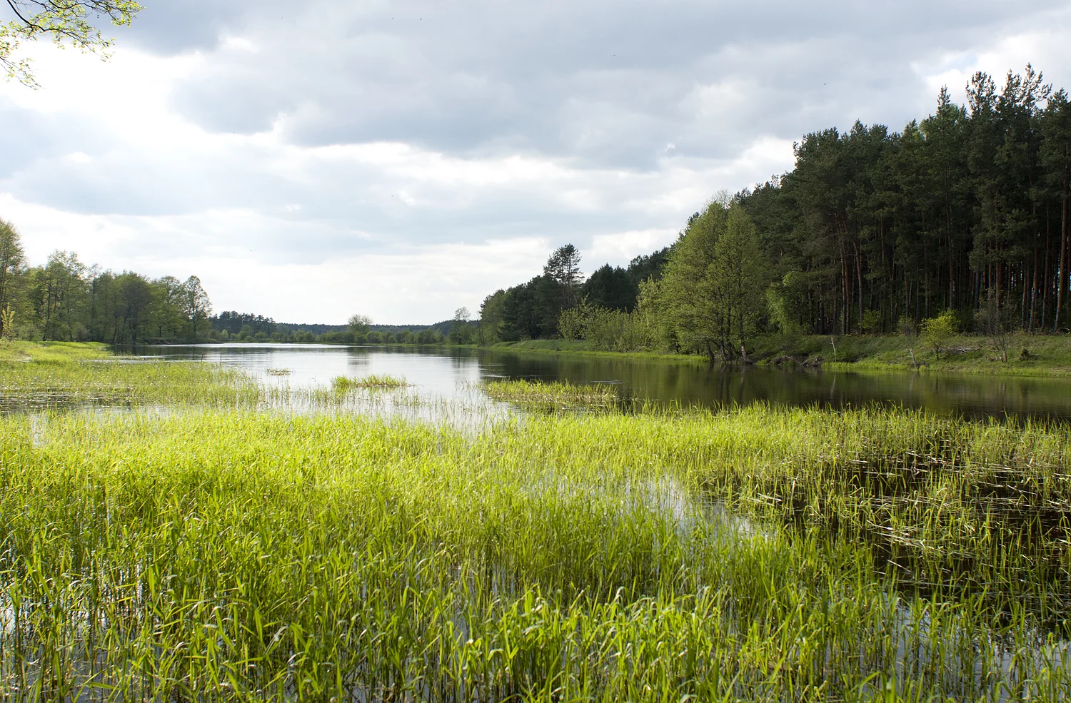narew.lomza.2011.jpg