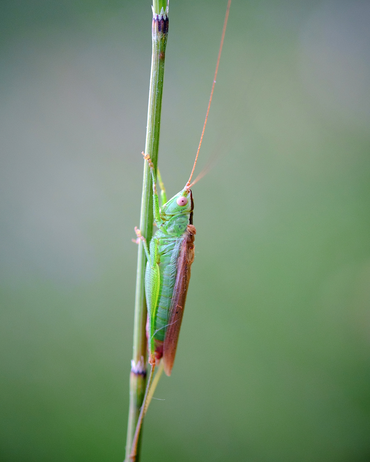   Conoocephalus fuscus  