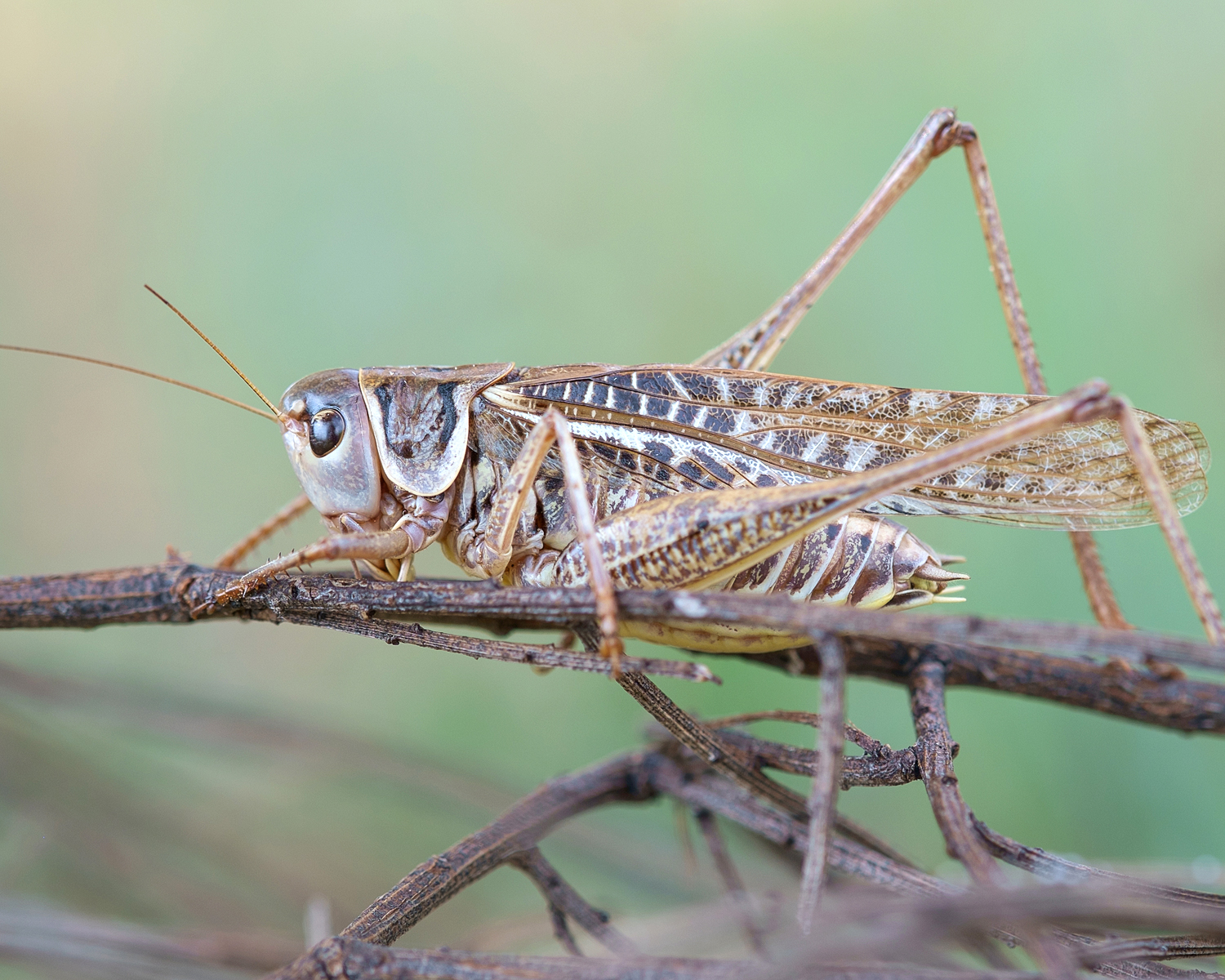   Decticus albifrons  