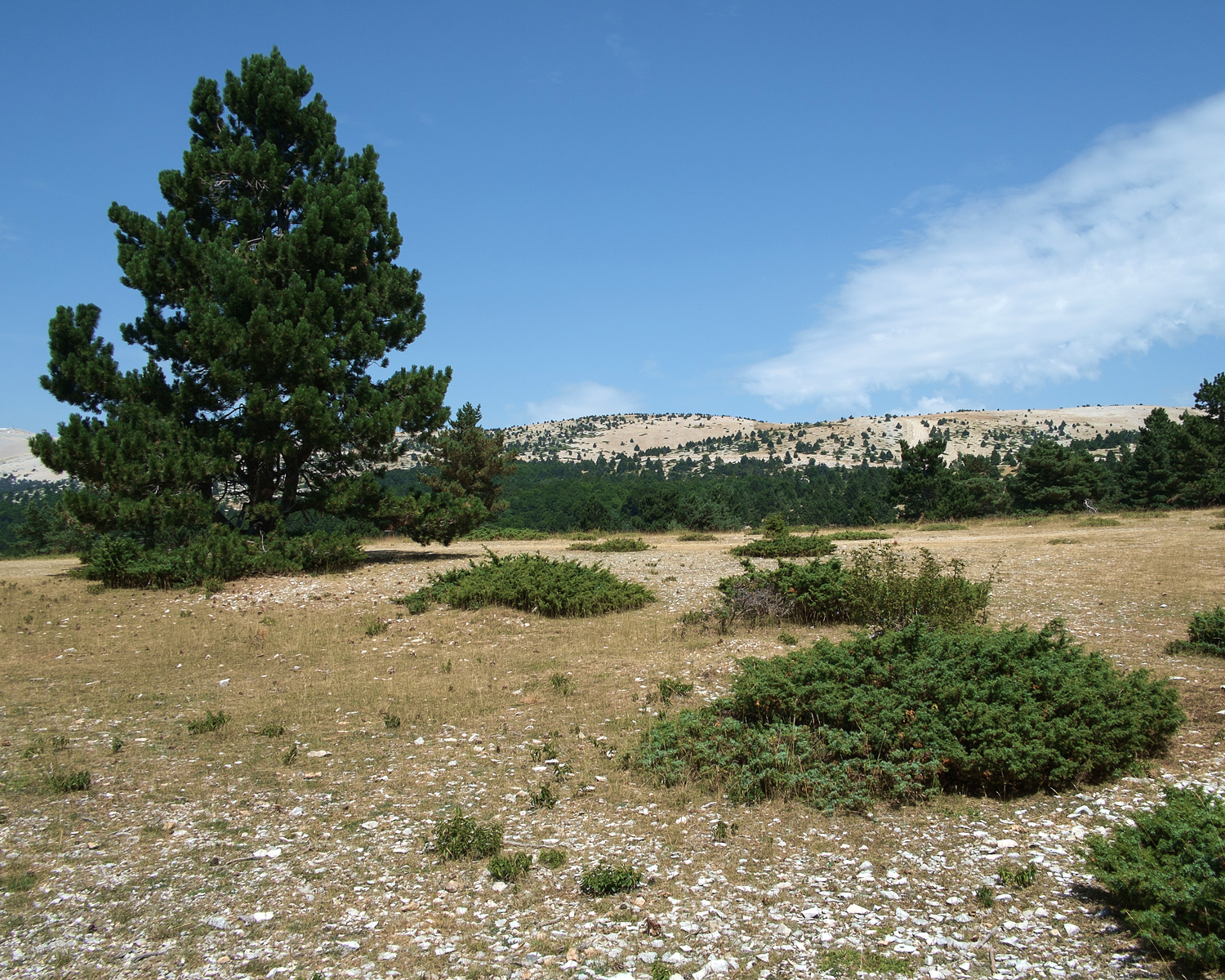   Podisma amedegnatoae habitat  