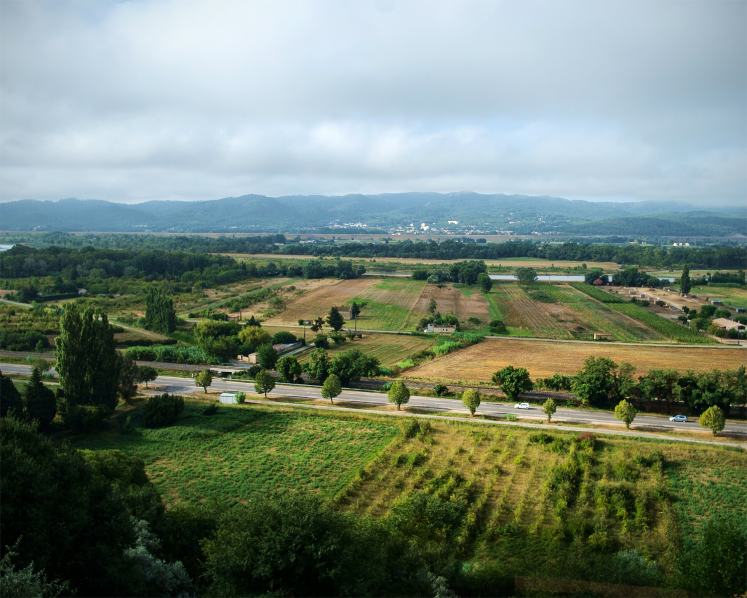  Provence agricultural landscape. Rollers, H oopoe and grasshoppers.  