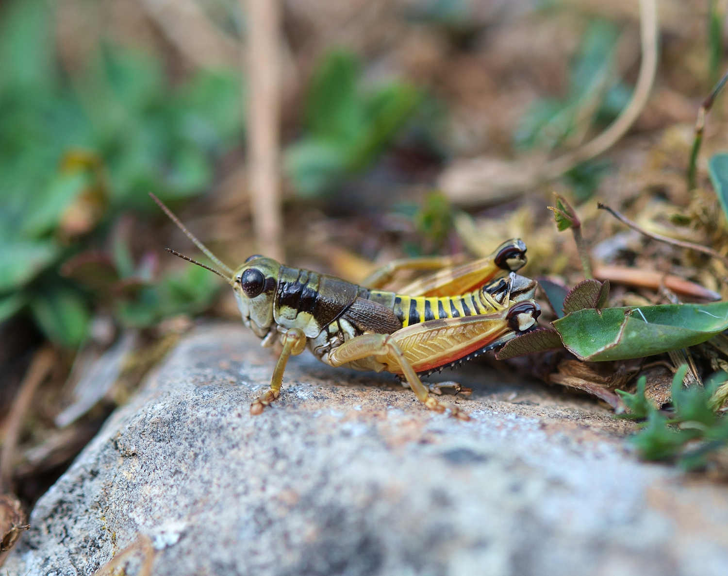   Podisma amedegnatoae  