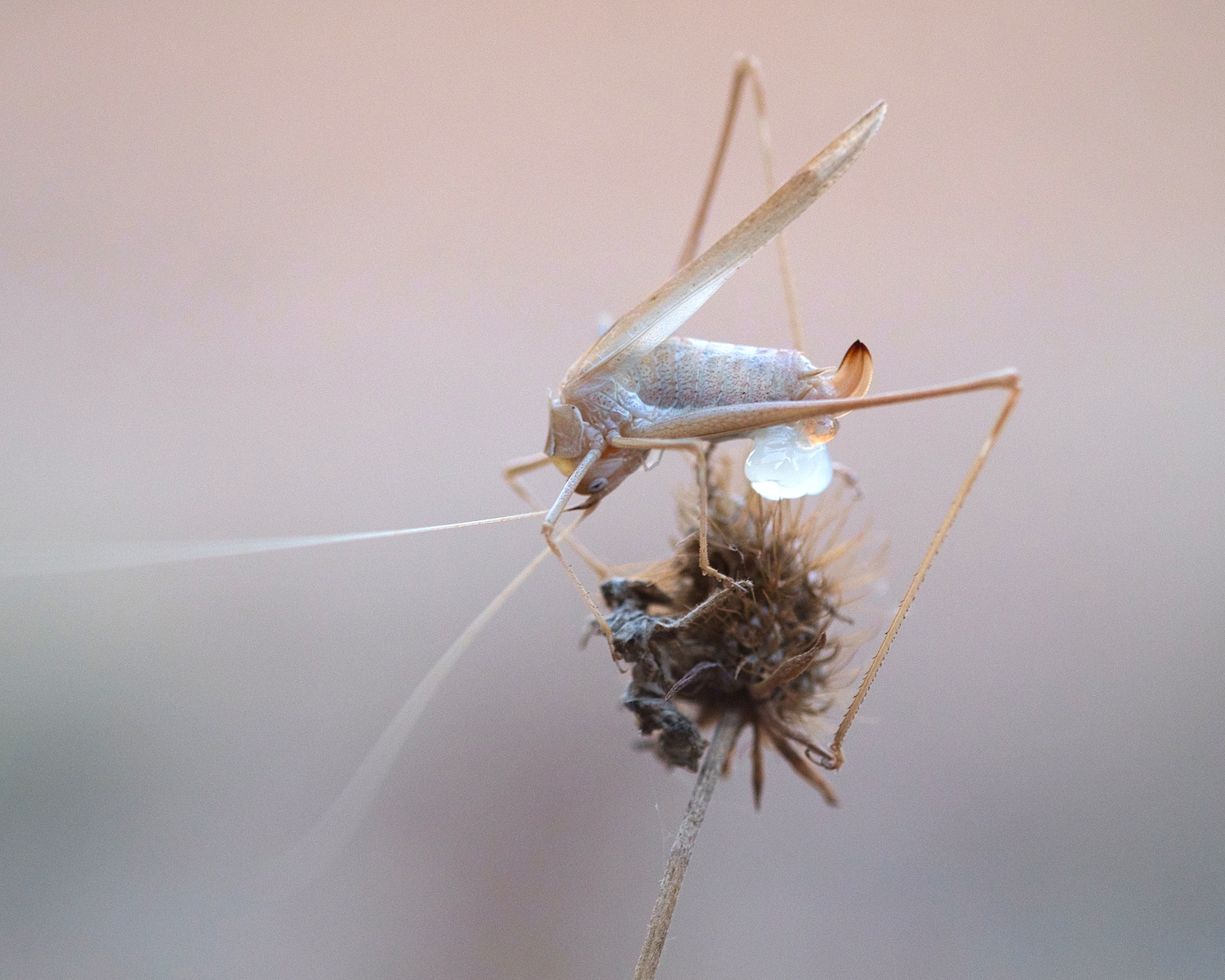   Tylopsis lilifolia  