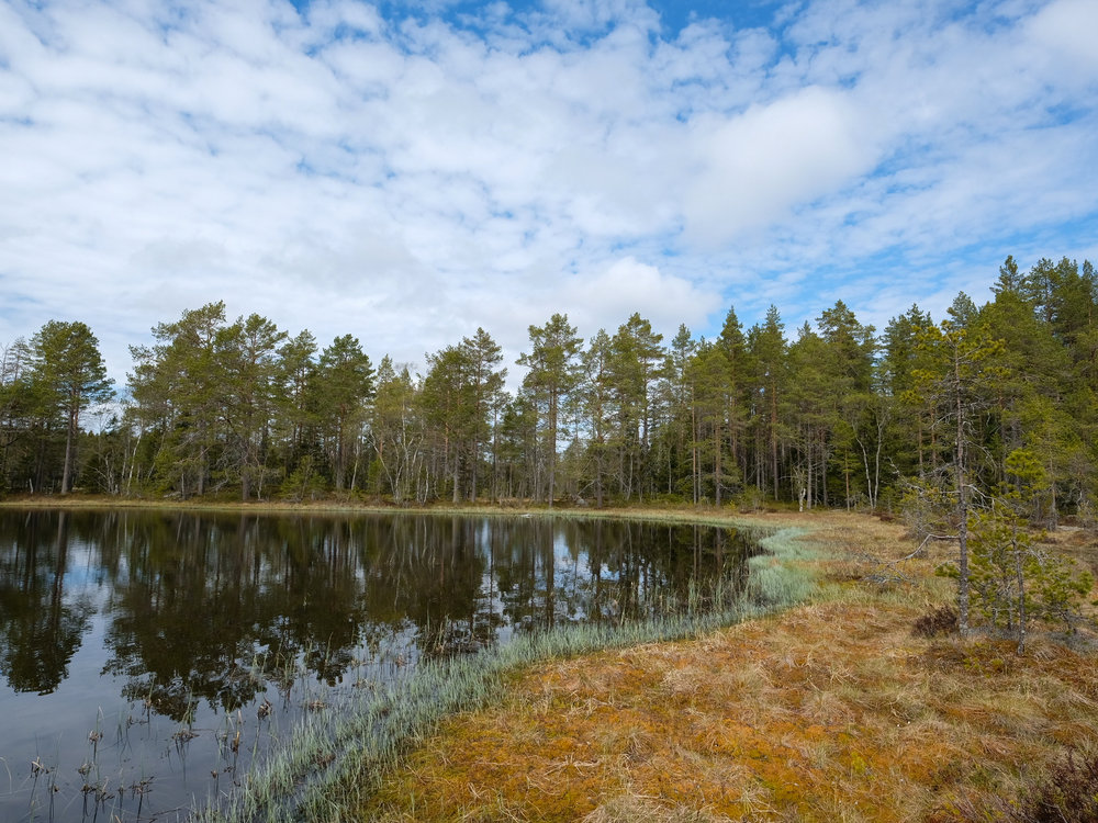  Forest pond in central Sweden 