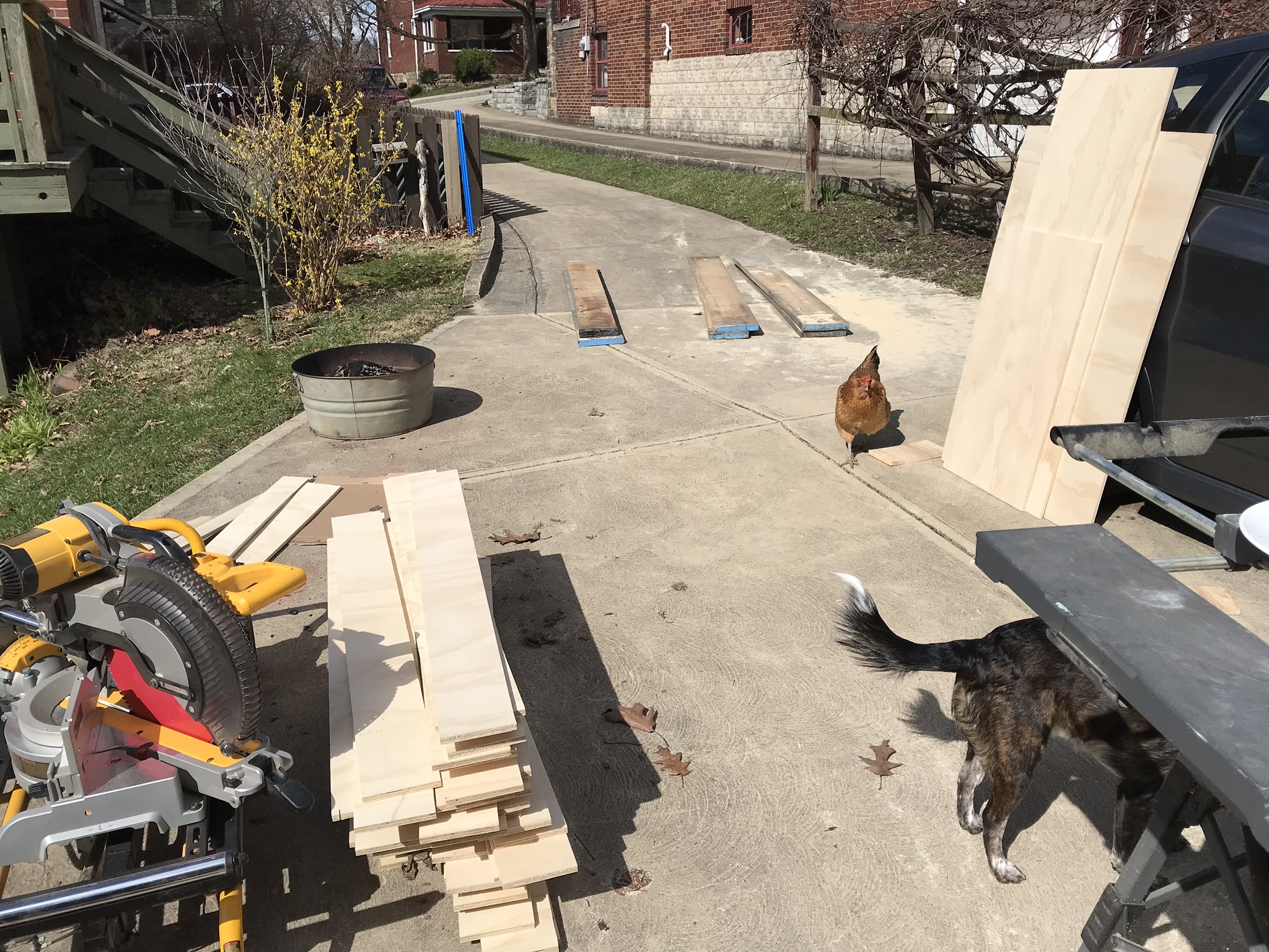 Setting up shop in the driveway with one of my dogs, Hugo, and the hens.