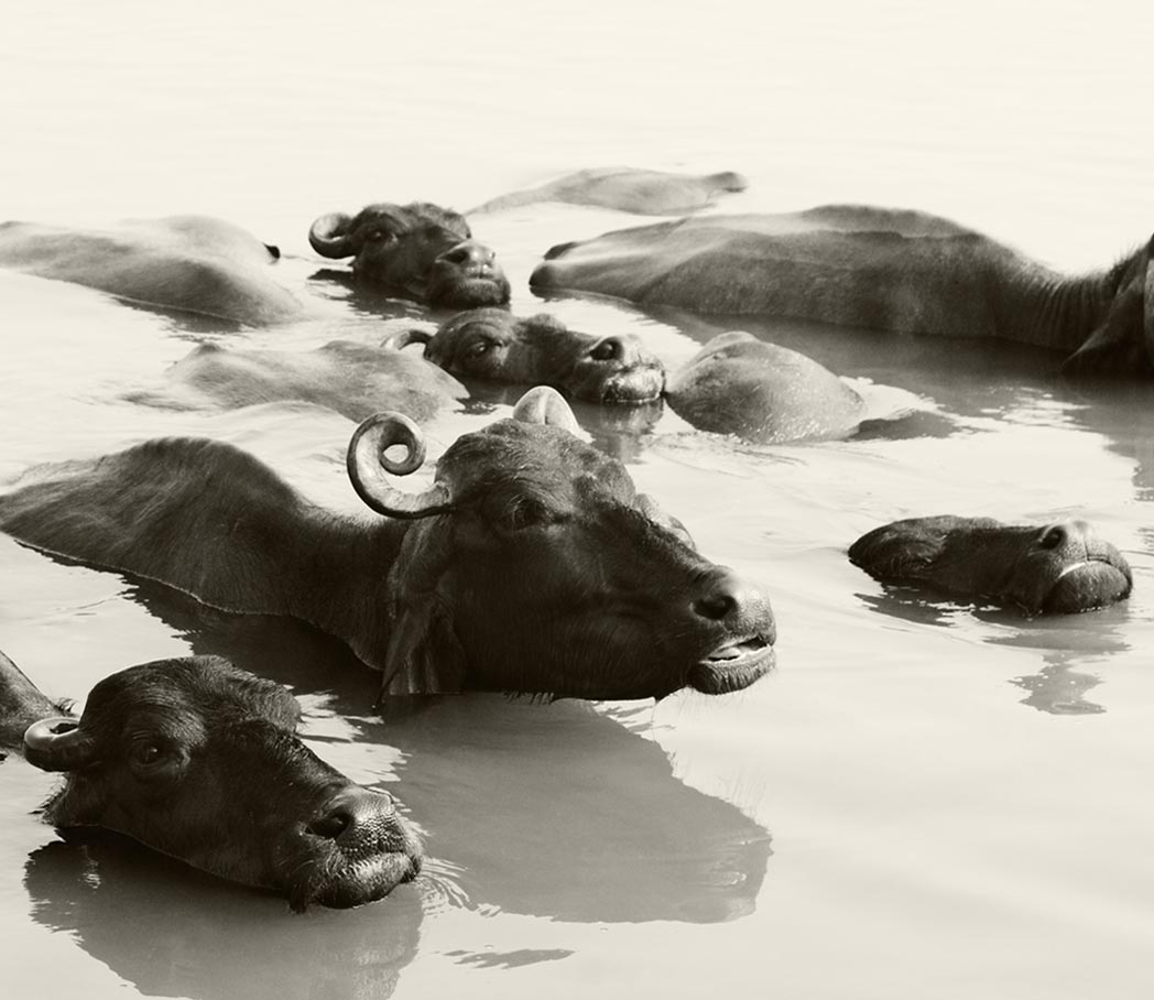 varanasi_07 copy.jpg