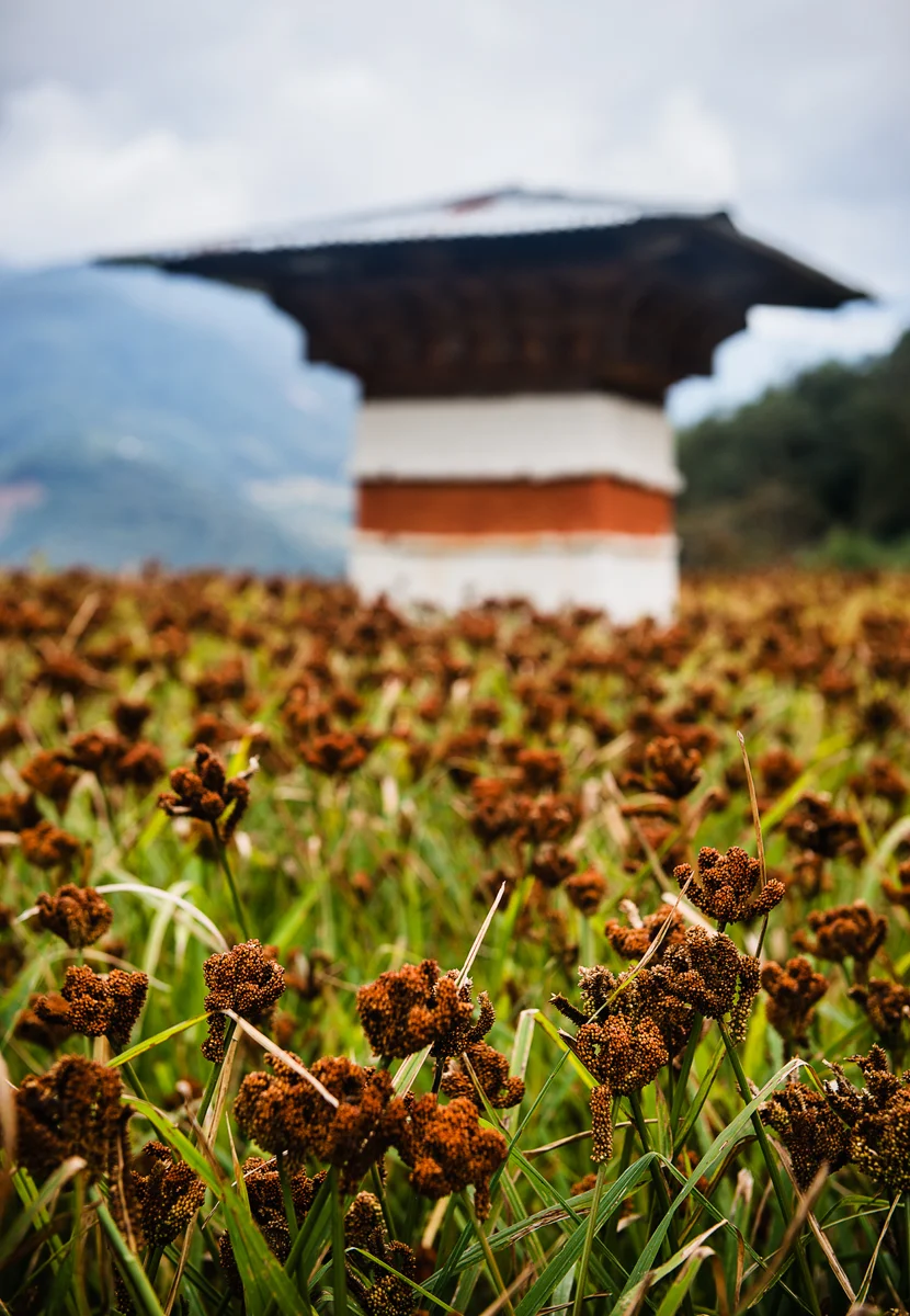 Tashiyangtse_31_Tharpala.jpg