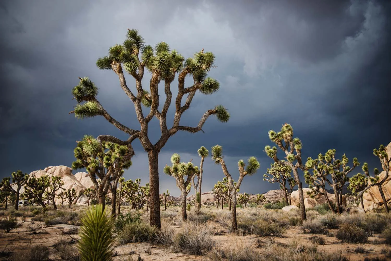 joshua_tree_034.jpg