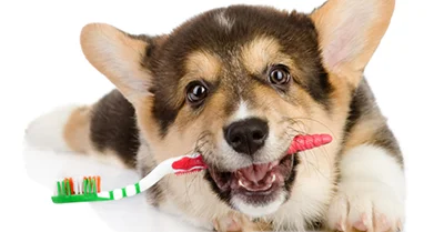 Dental Care for Your Furry Friends