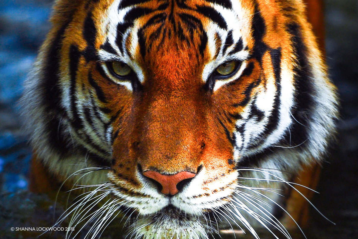  Mar 23, 2018; Houston, TX, USA; Berani, the Malayan tiger, walks through the water at the Houston Zoo. Mandatory Credit: Shanna Lockwood 