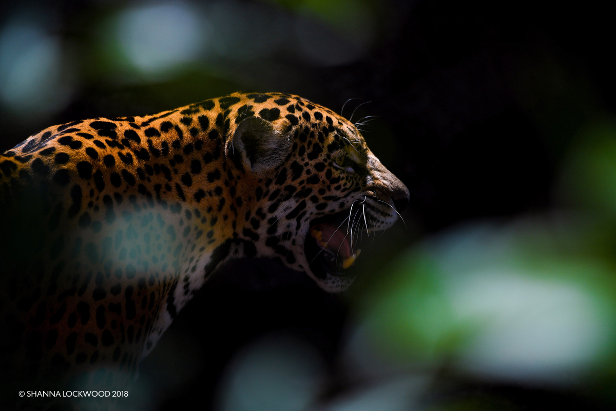  Mar 23, 2018; Houston, TX, USA; A jaguar calls her cubs at the Houston Zoo. Mandatory Credit: Shanna Lockwood 