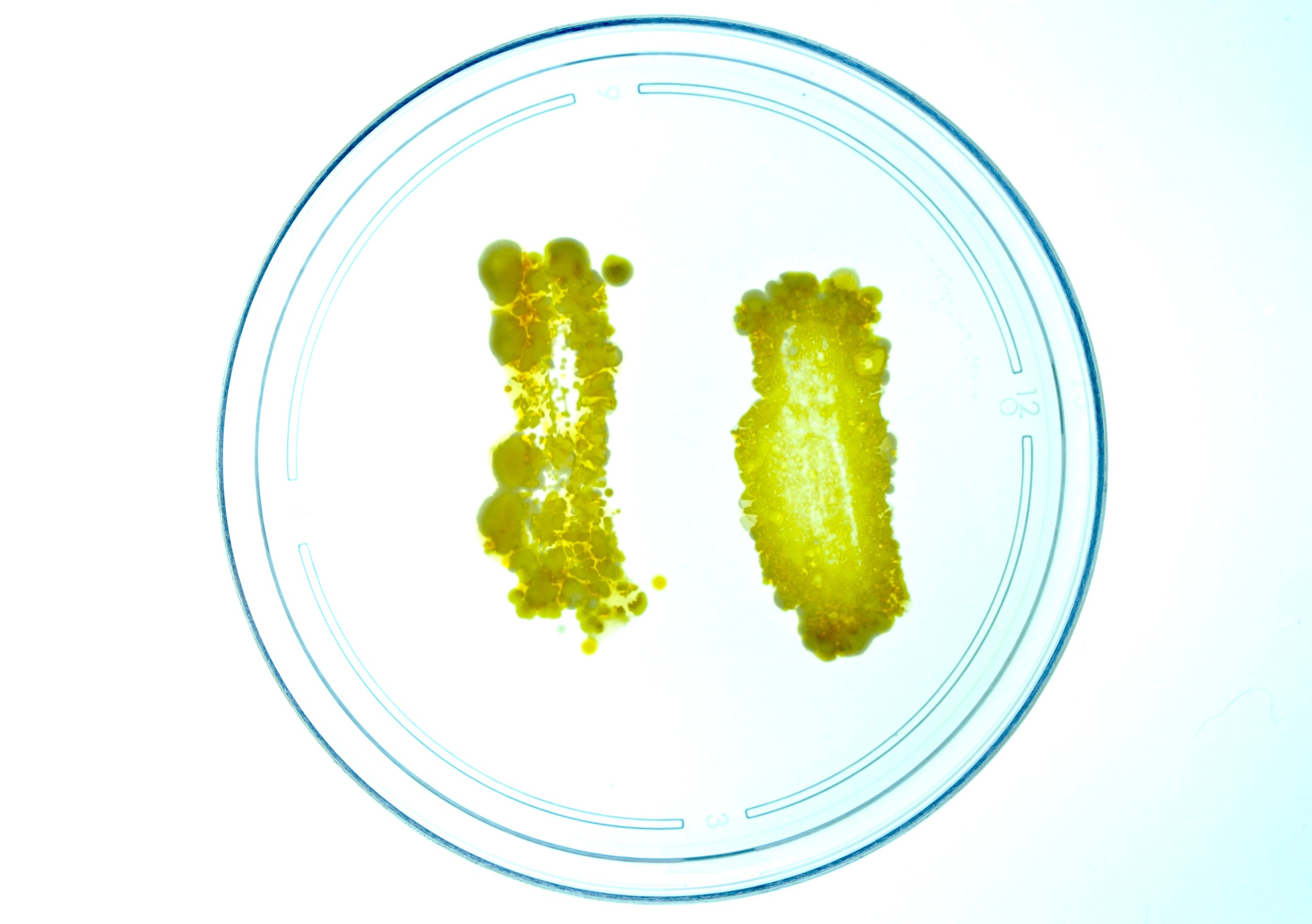 Entry1Bacteria.jpg