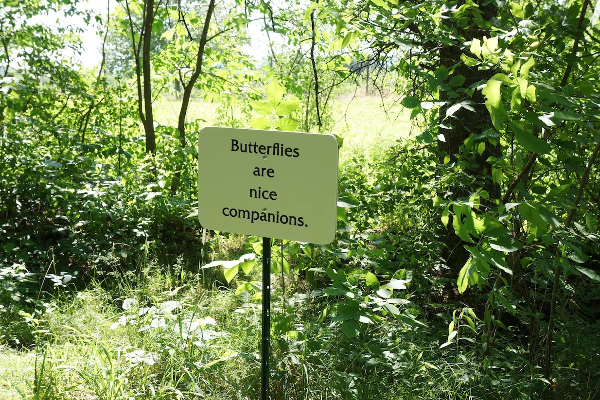 butterflies72.jpg