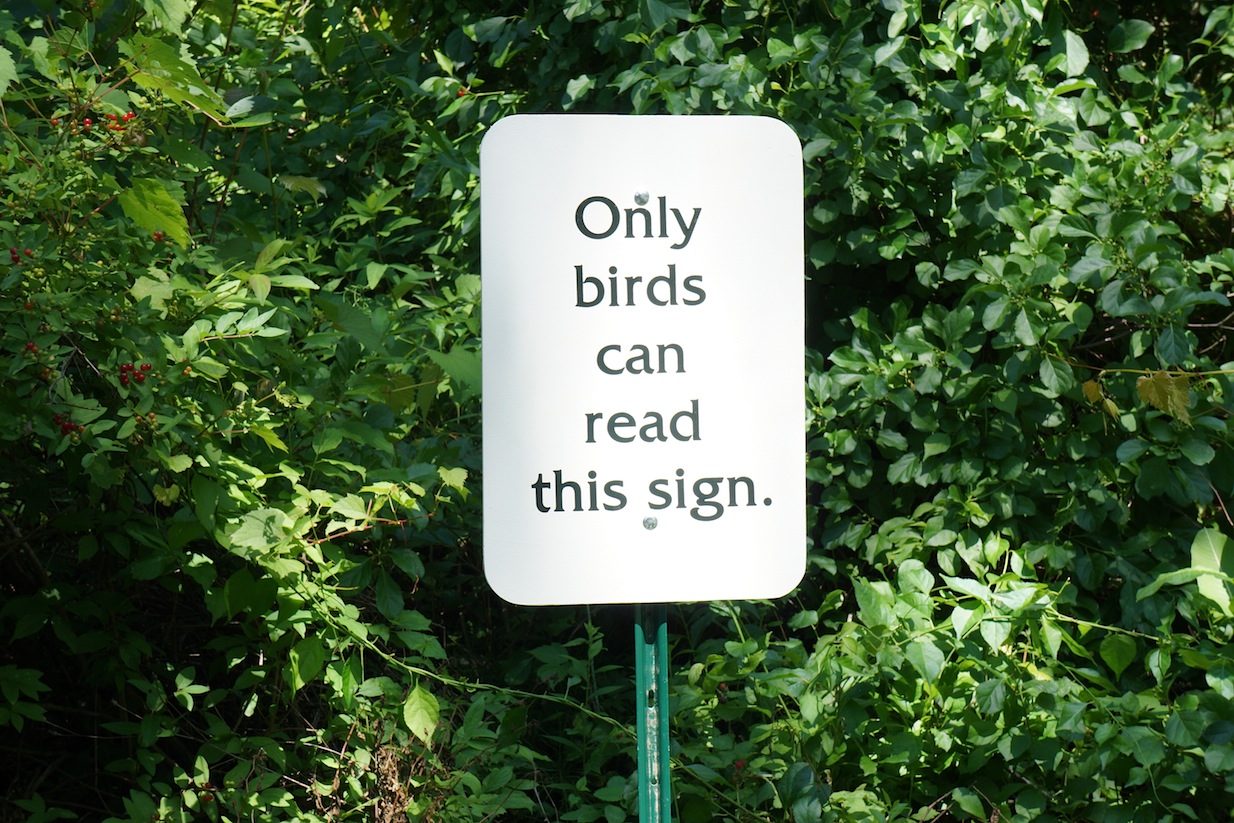 birds72.jpeg