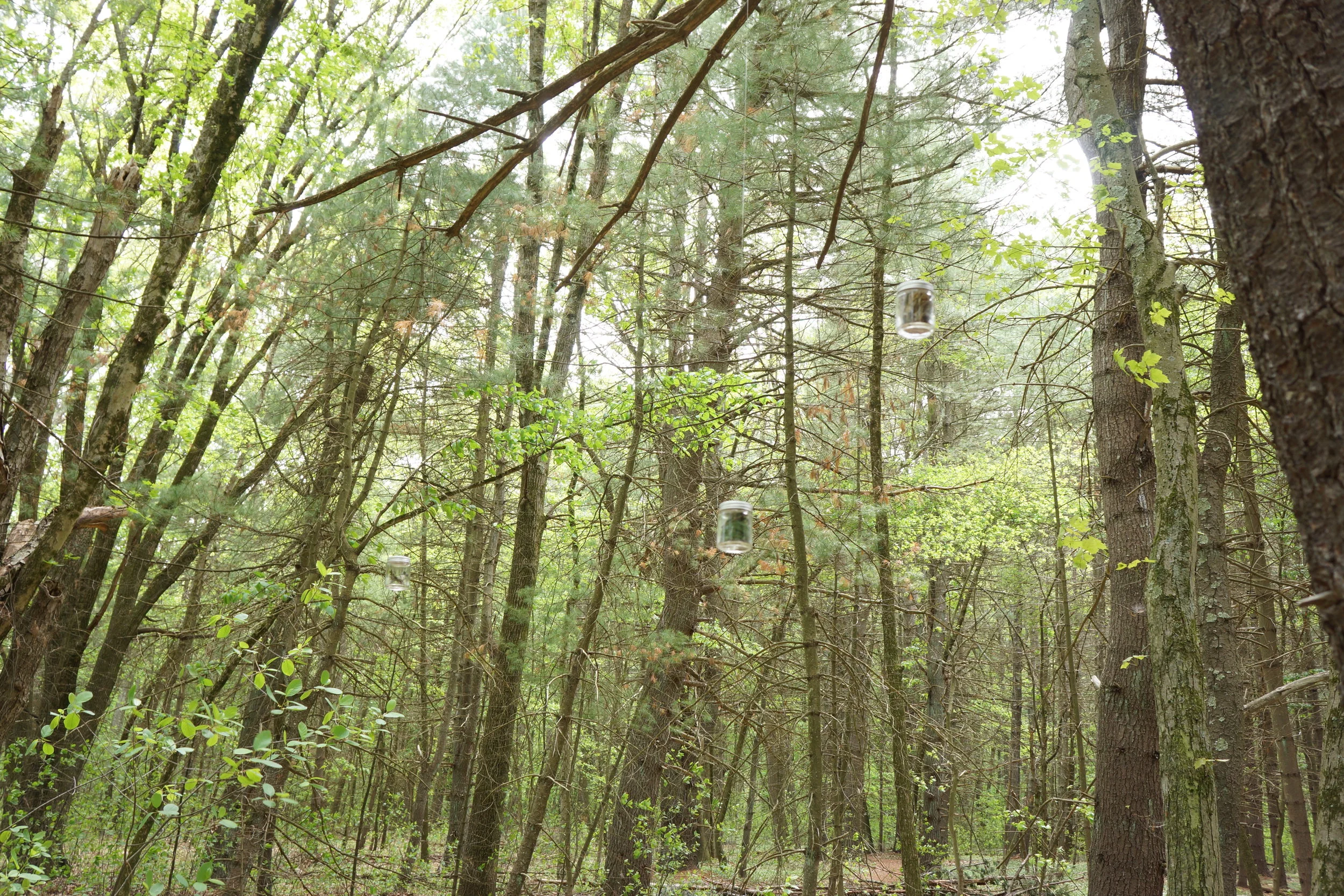 Forest for the Tree (details)