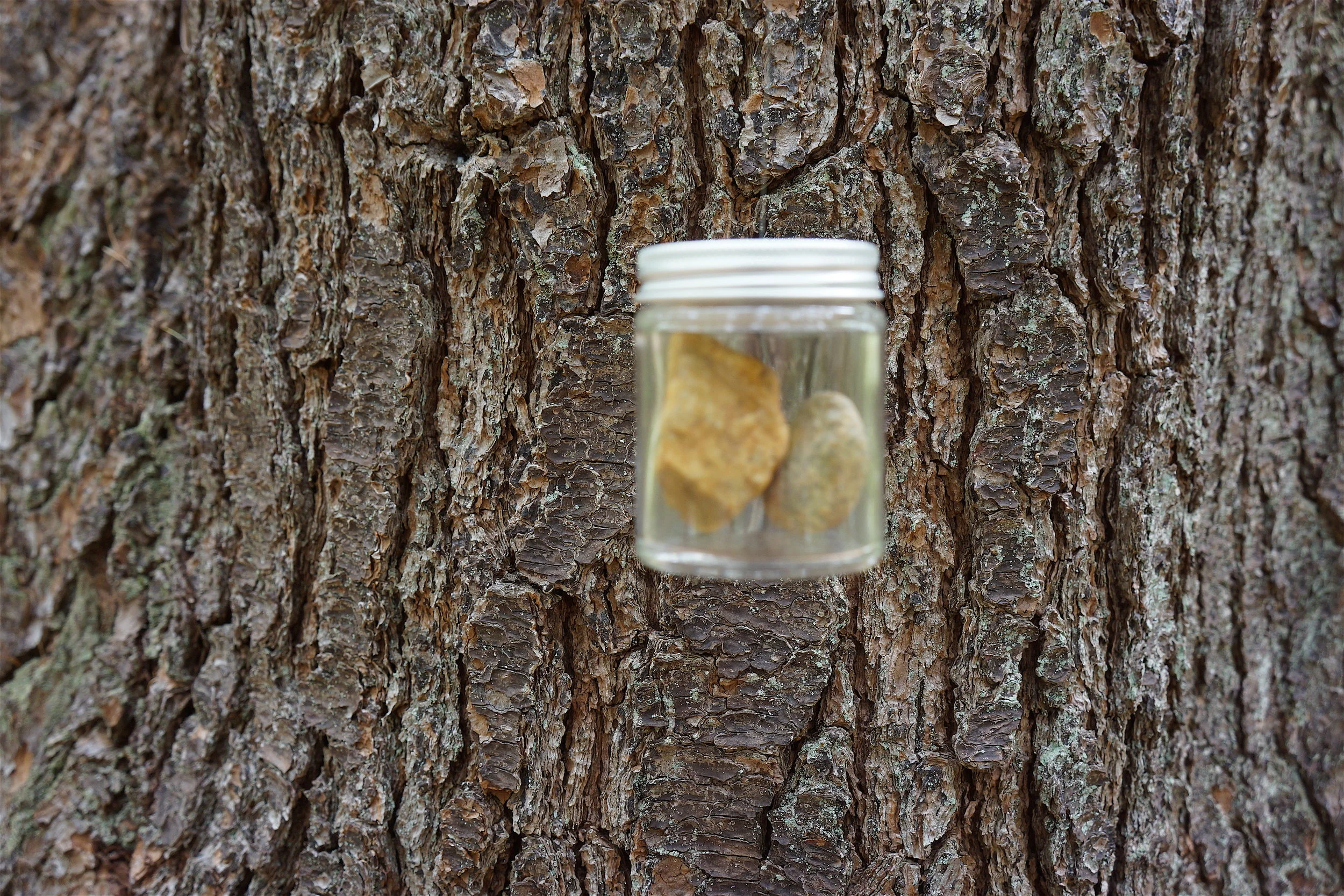 Forest for the Tree (detail)