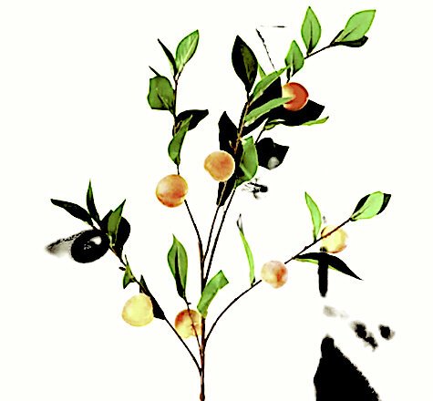 MAYBE YOU'RE A PEACH TREE MAYBE