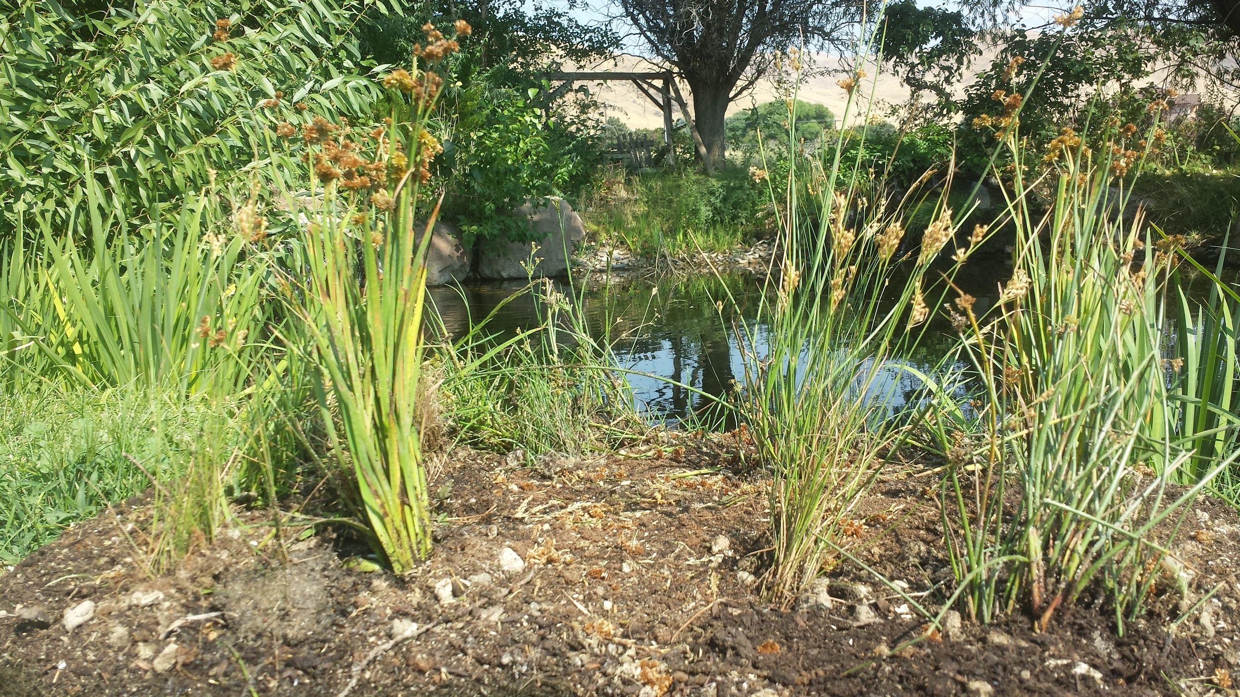 Newly planted