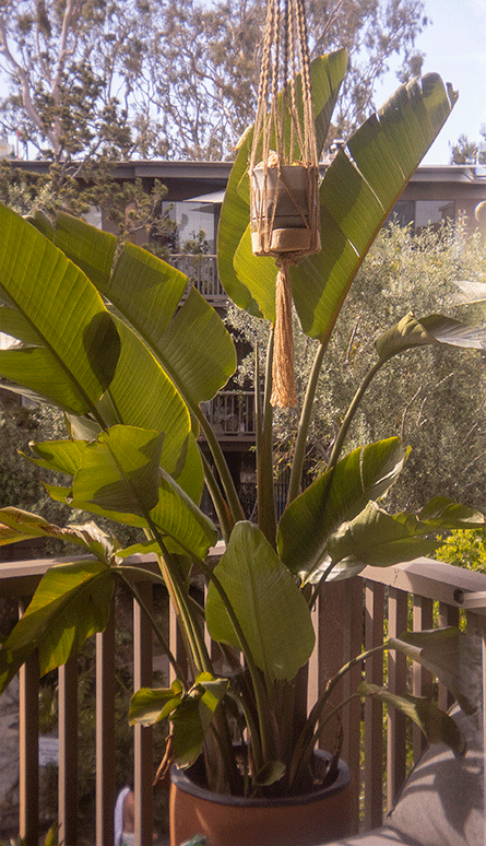 IMG_1371Test.gif