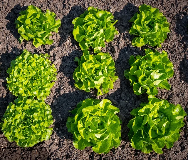 lettuce starts.jpg