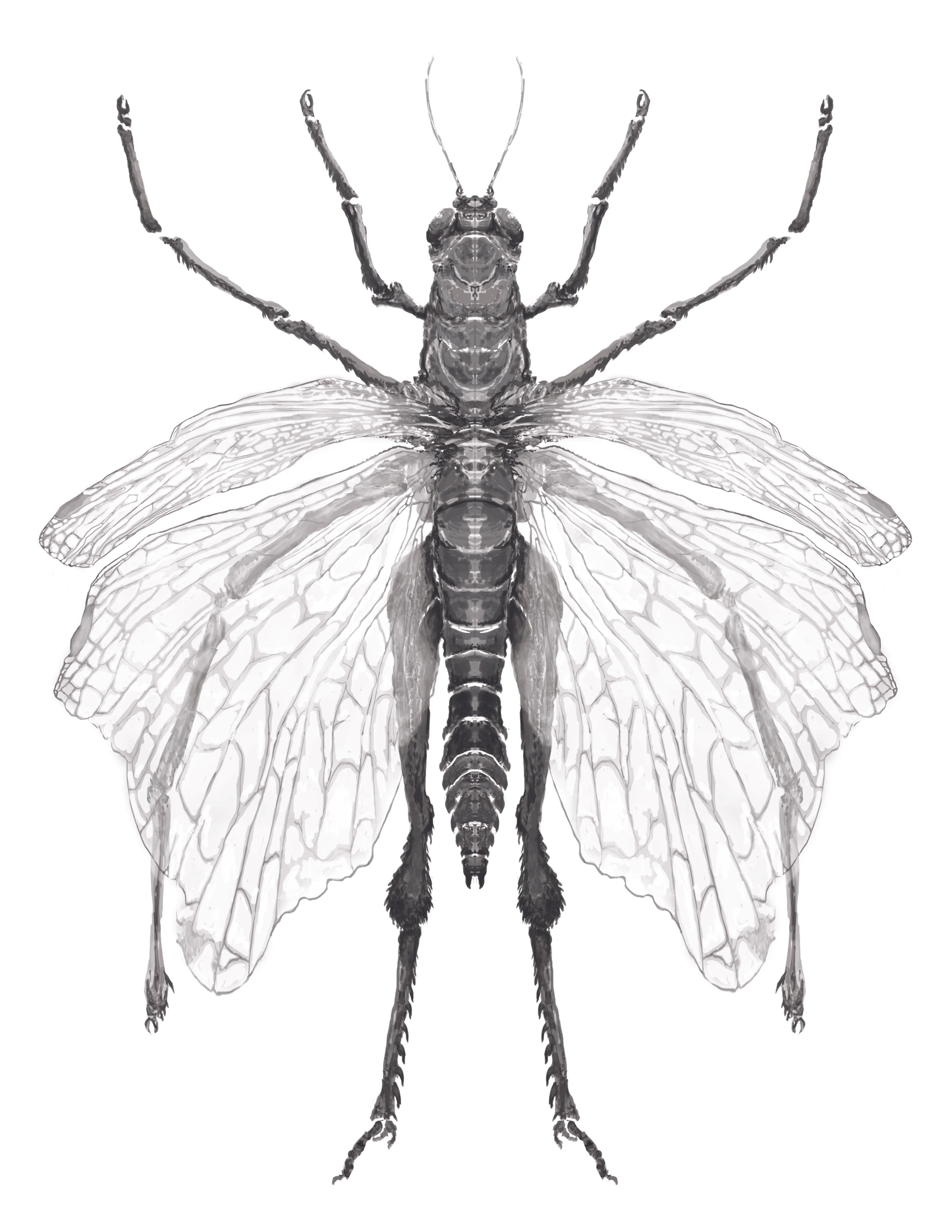 Grasspider.jpg