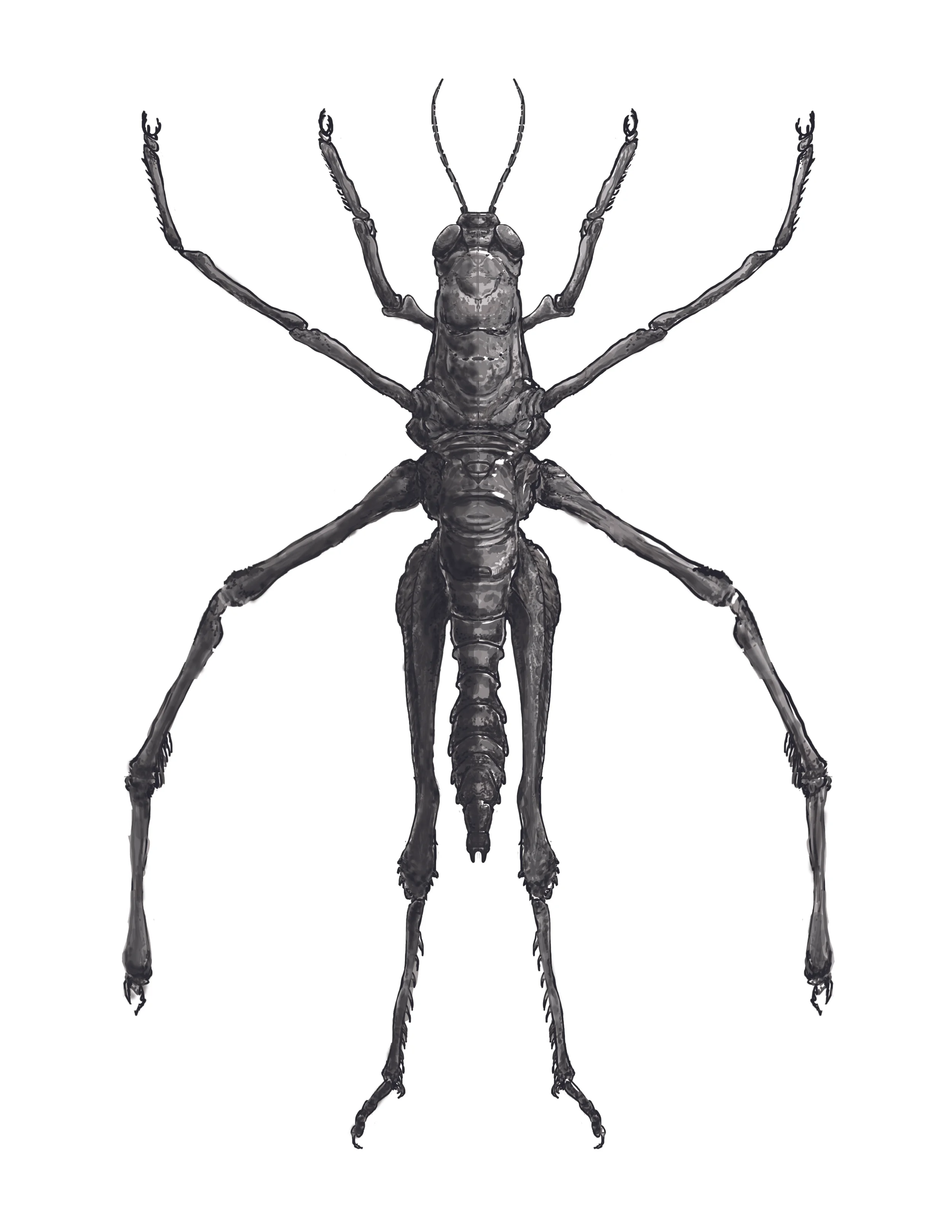 Grasspider2.jpg