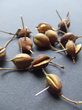  Silver, wood&nbsp;&nbsp;&nbsp;&nbsp;&nbsp; 2009