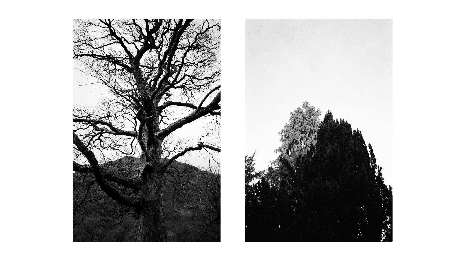 Trees.jpg