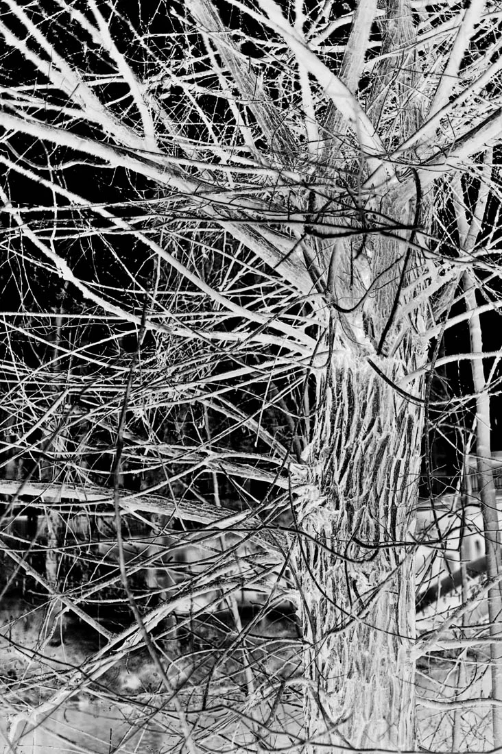 12042011-negativ 2_DSC3760 copy 2.jpg