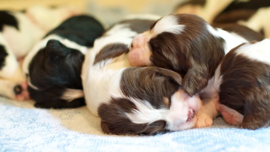 puppies-fpo.jpg