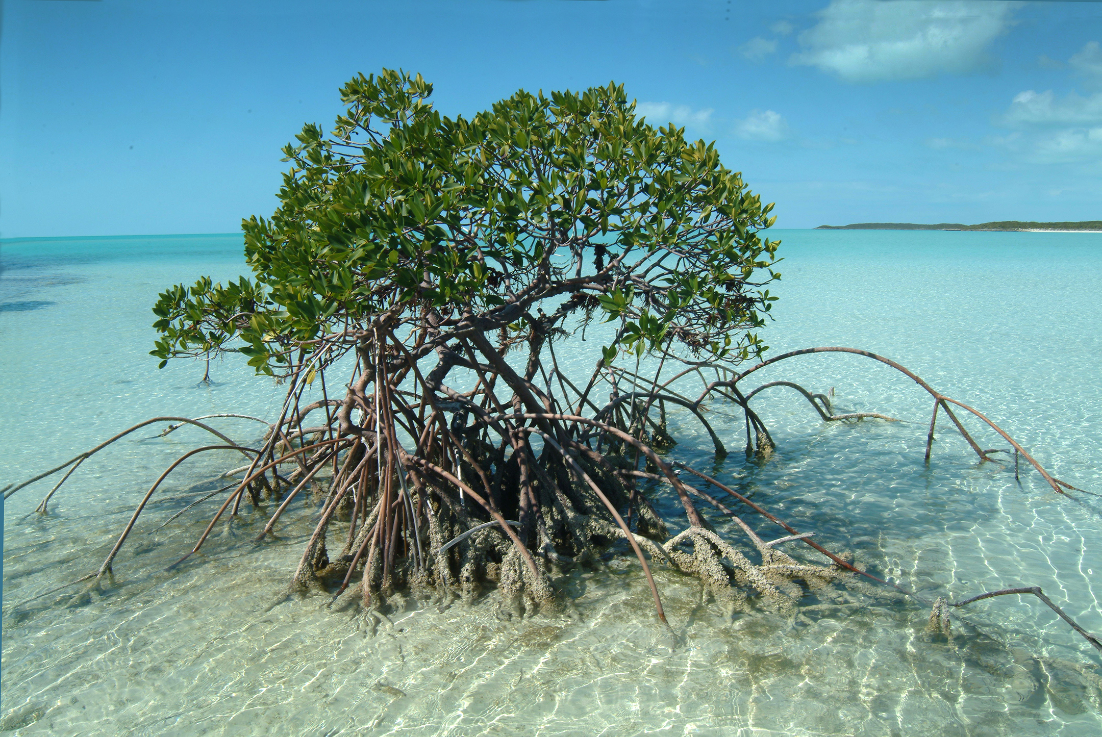 Barretare mangrove
