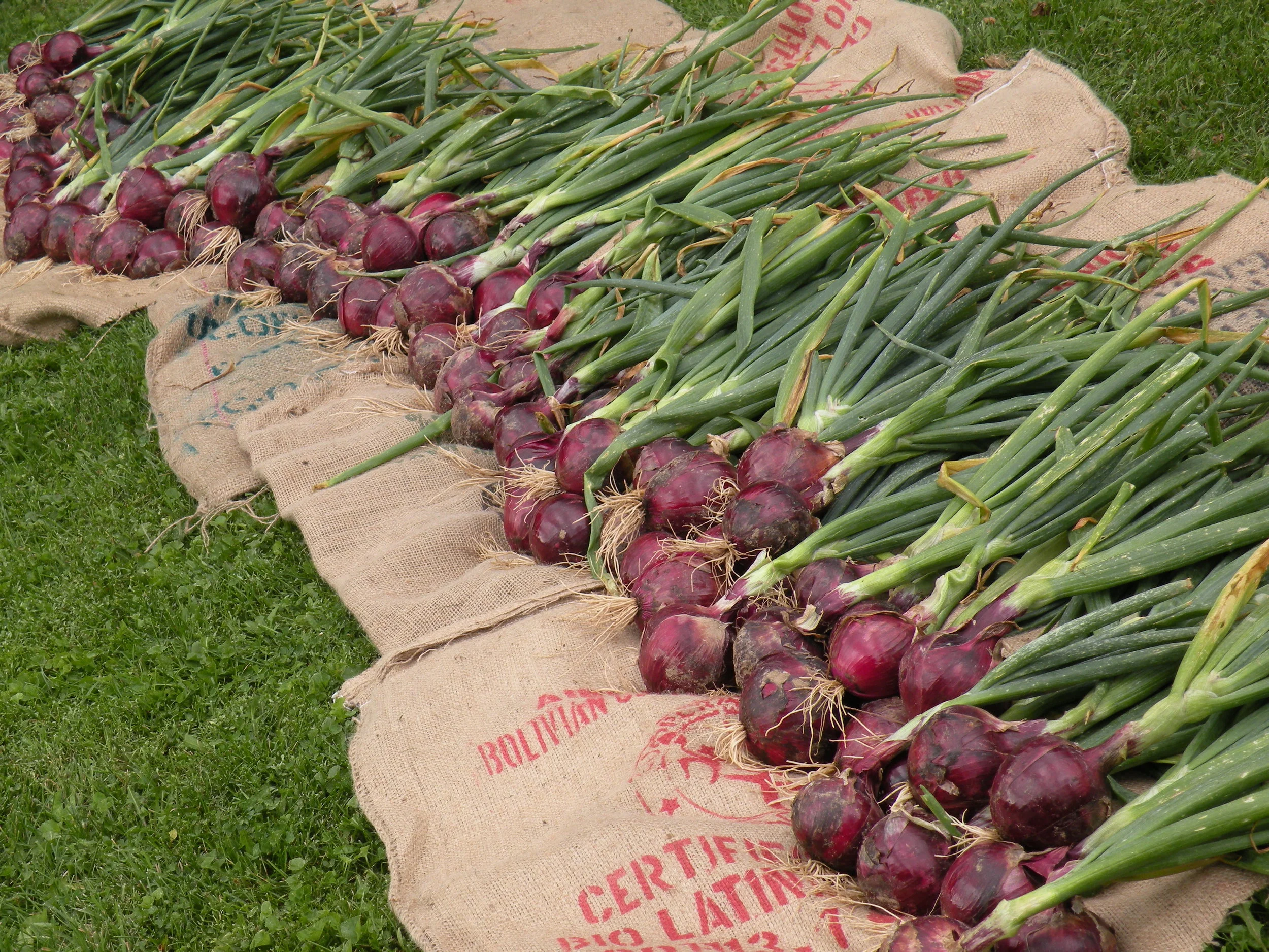 Onion Harvest, 2009