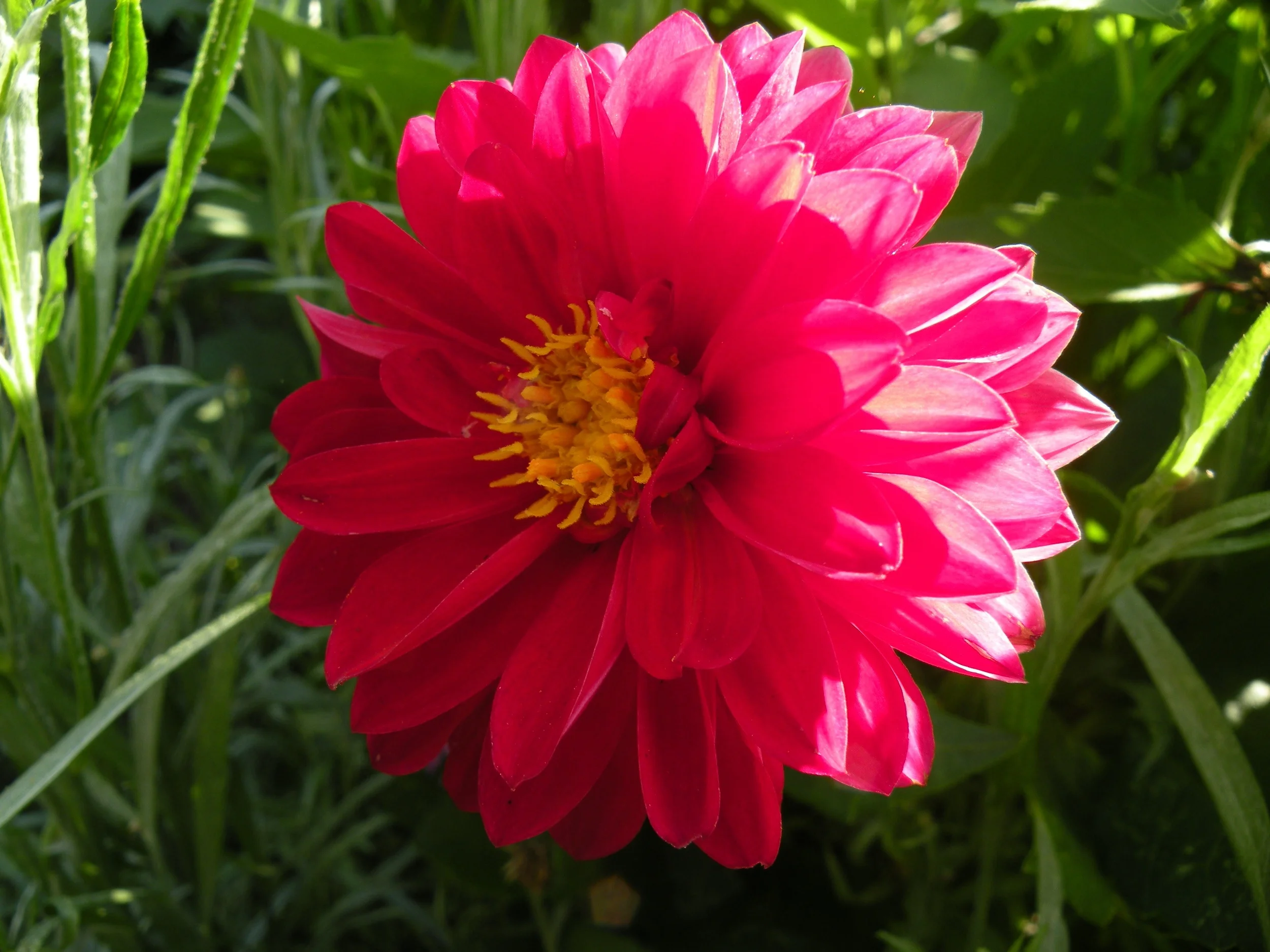 dahlia close-up.jpg