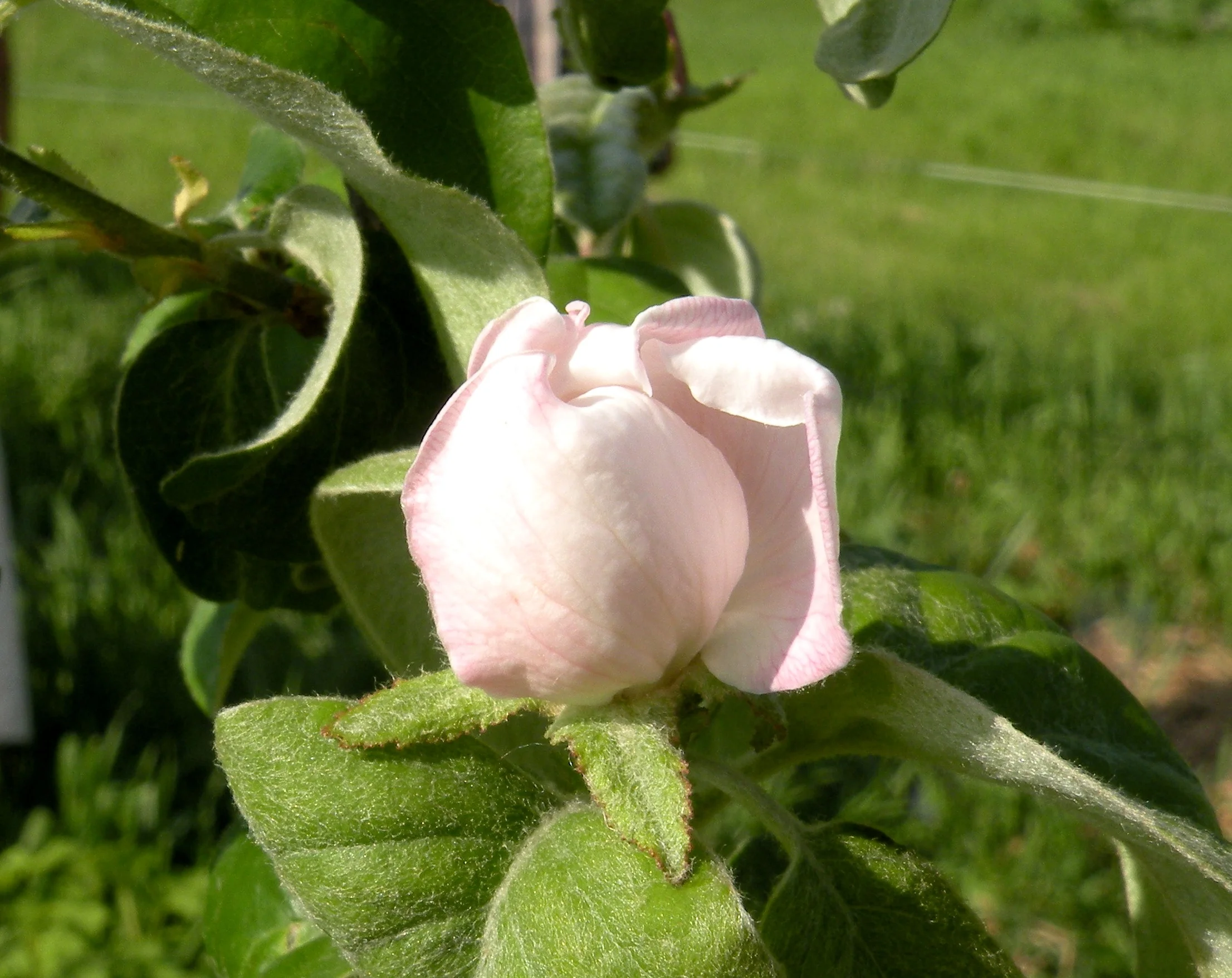 Quince Flower.jpg