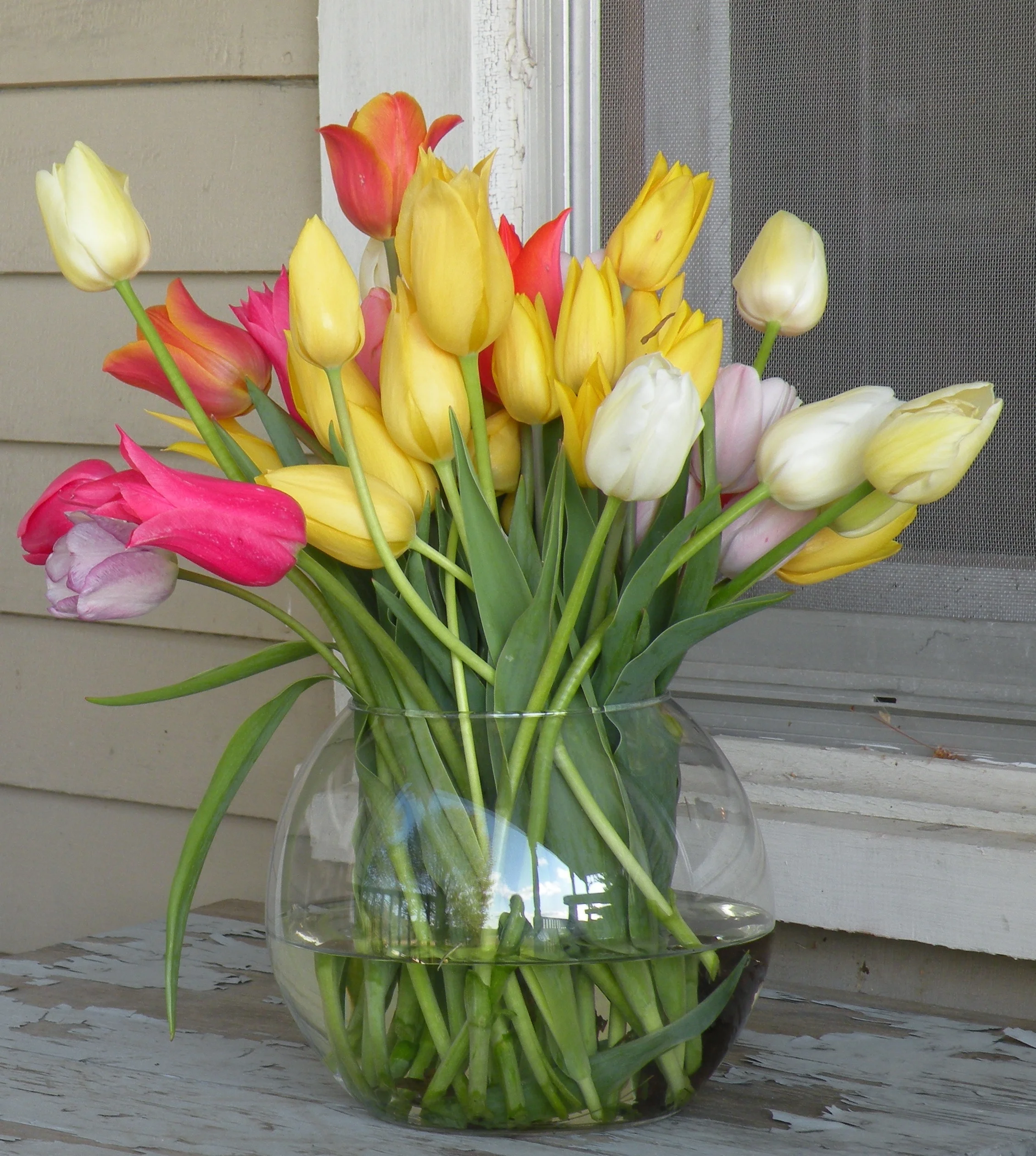 tulip fishbowls.jpg