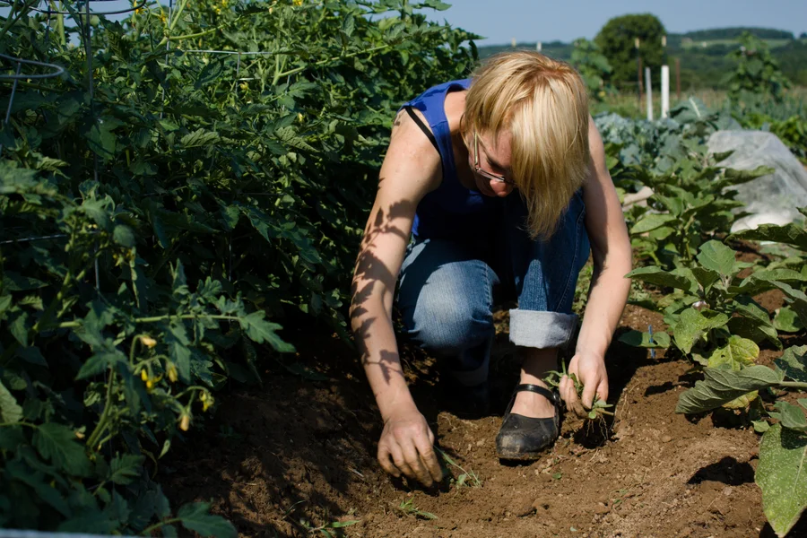 Rachel with Farm Commons_ weeding the tomatoes_ 2012.jpg