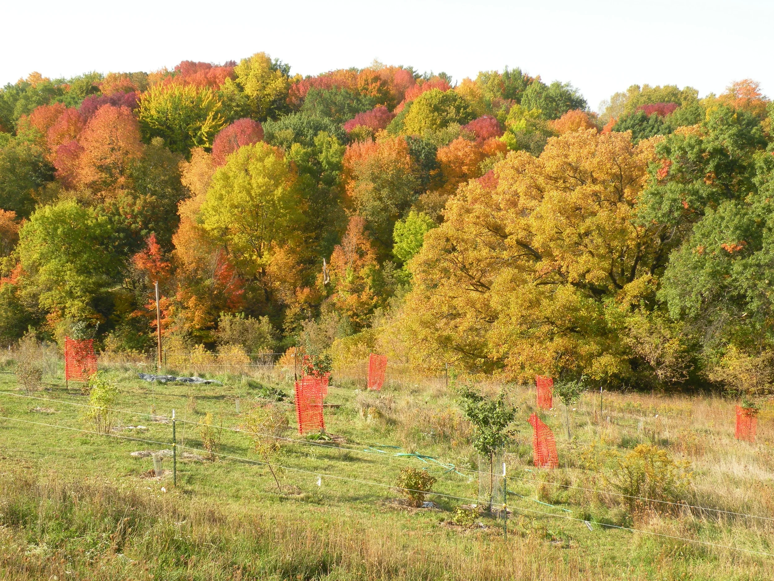 more orchard_ fall color viewpoints.jpg