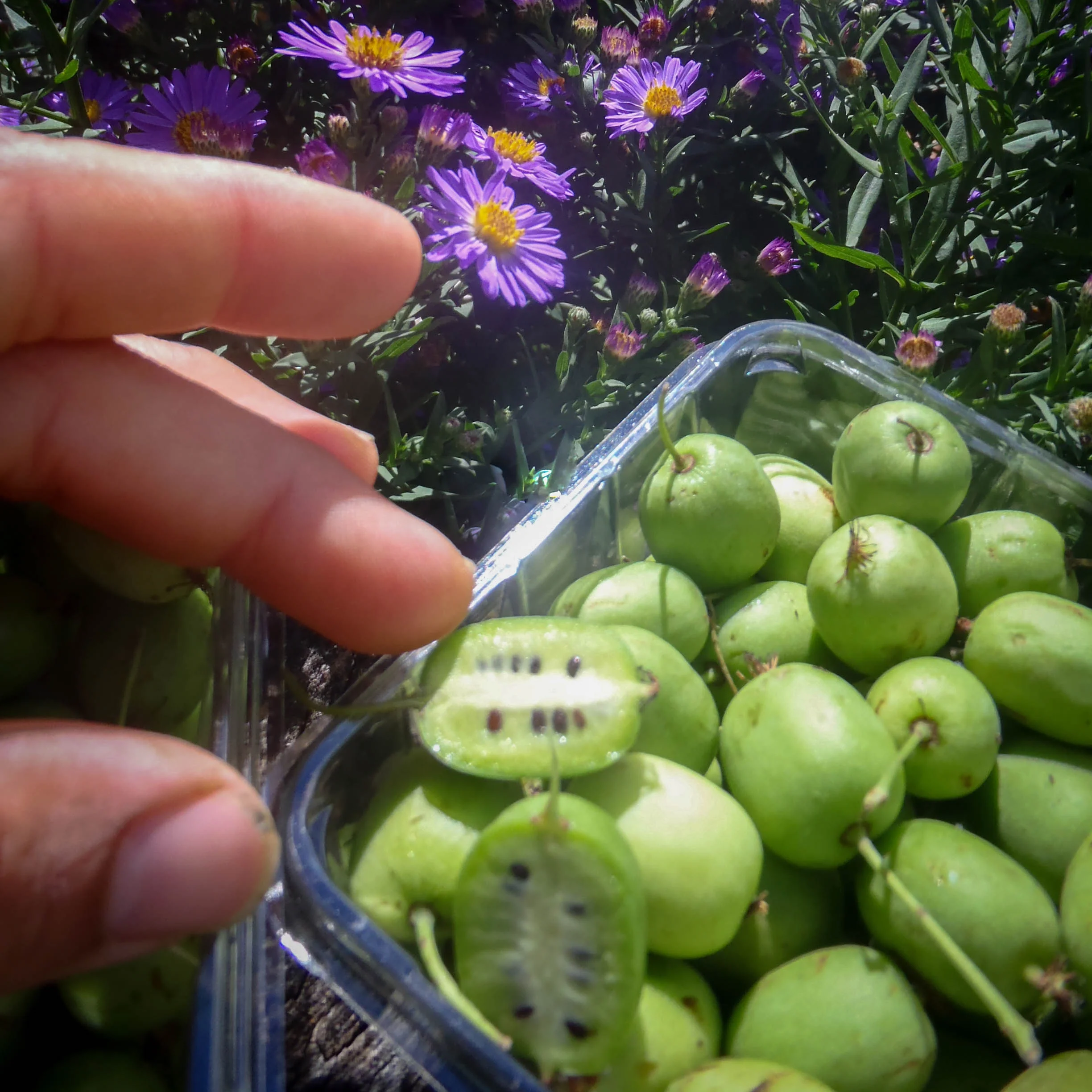 hardy kiwi pints.jpg