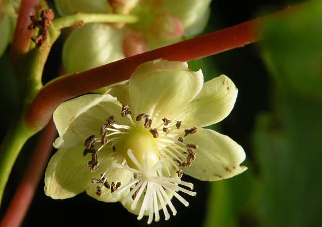 hardy kiwi flower