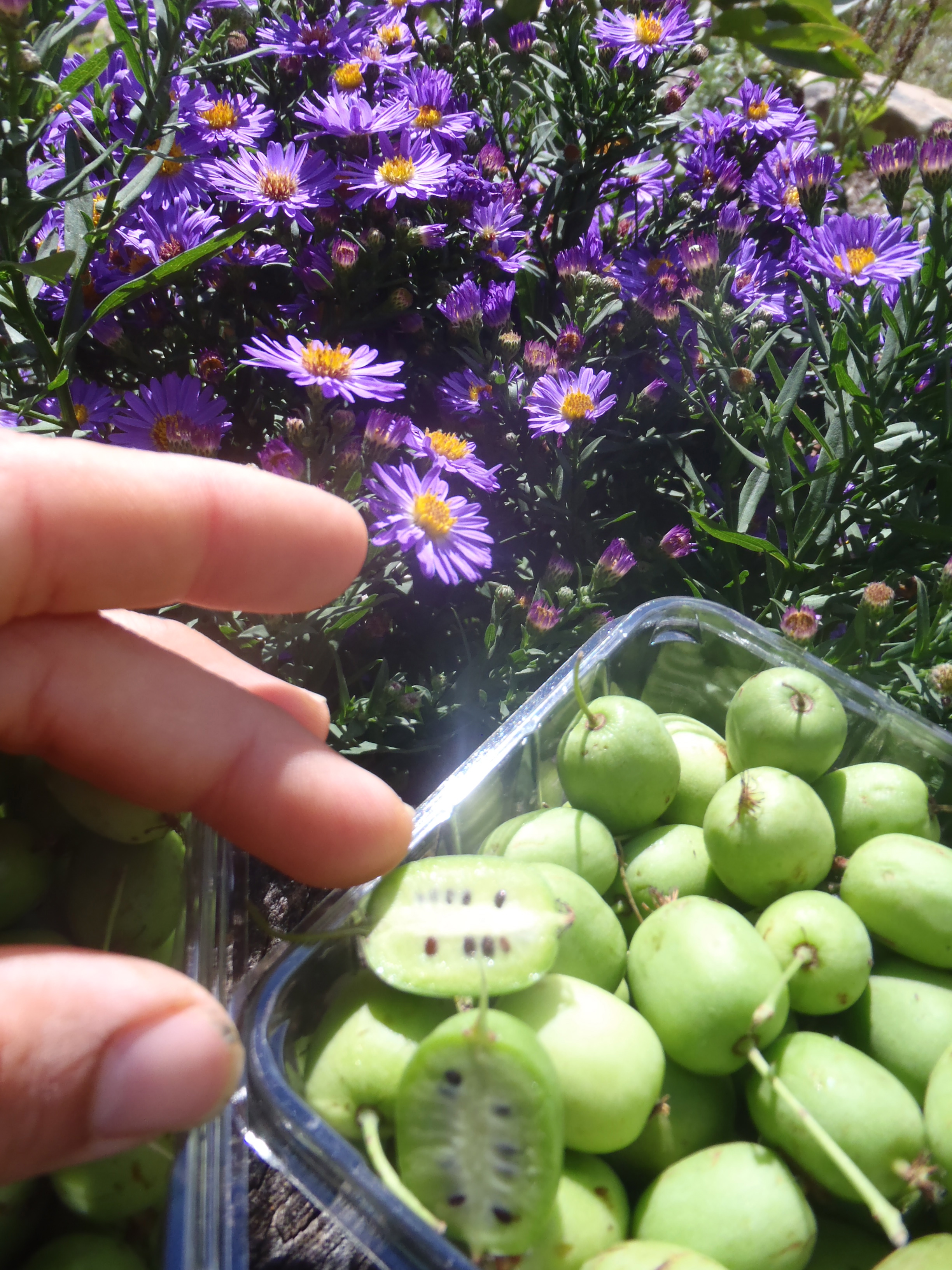 kiwi & aster