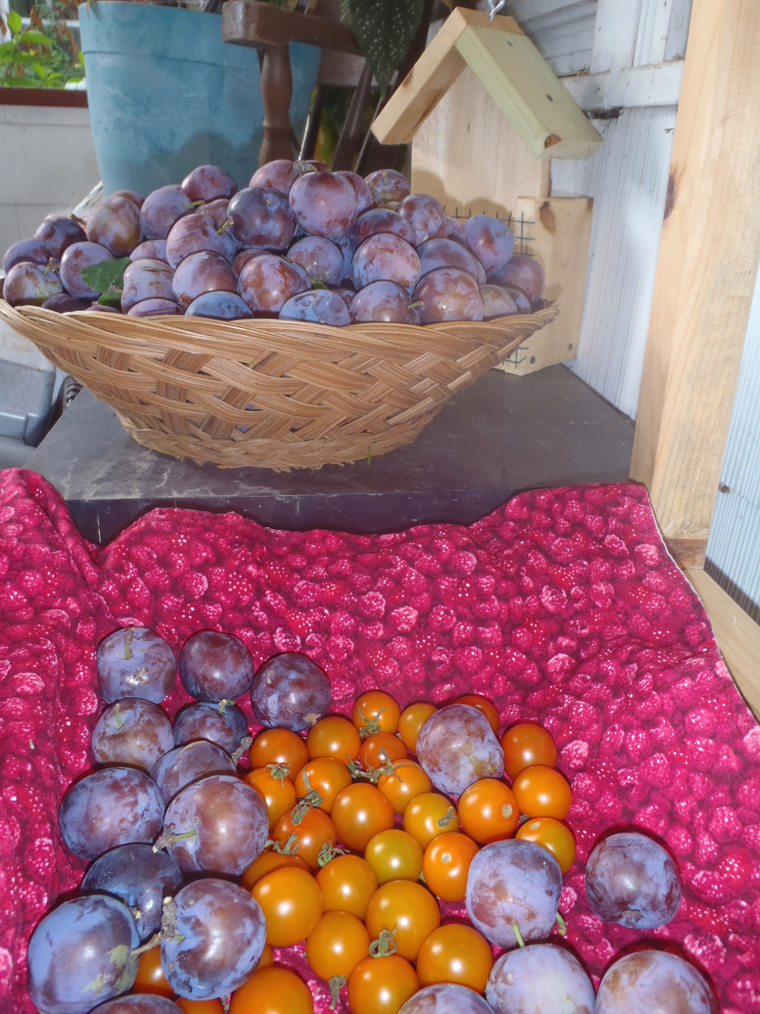 plum harvest 2013