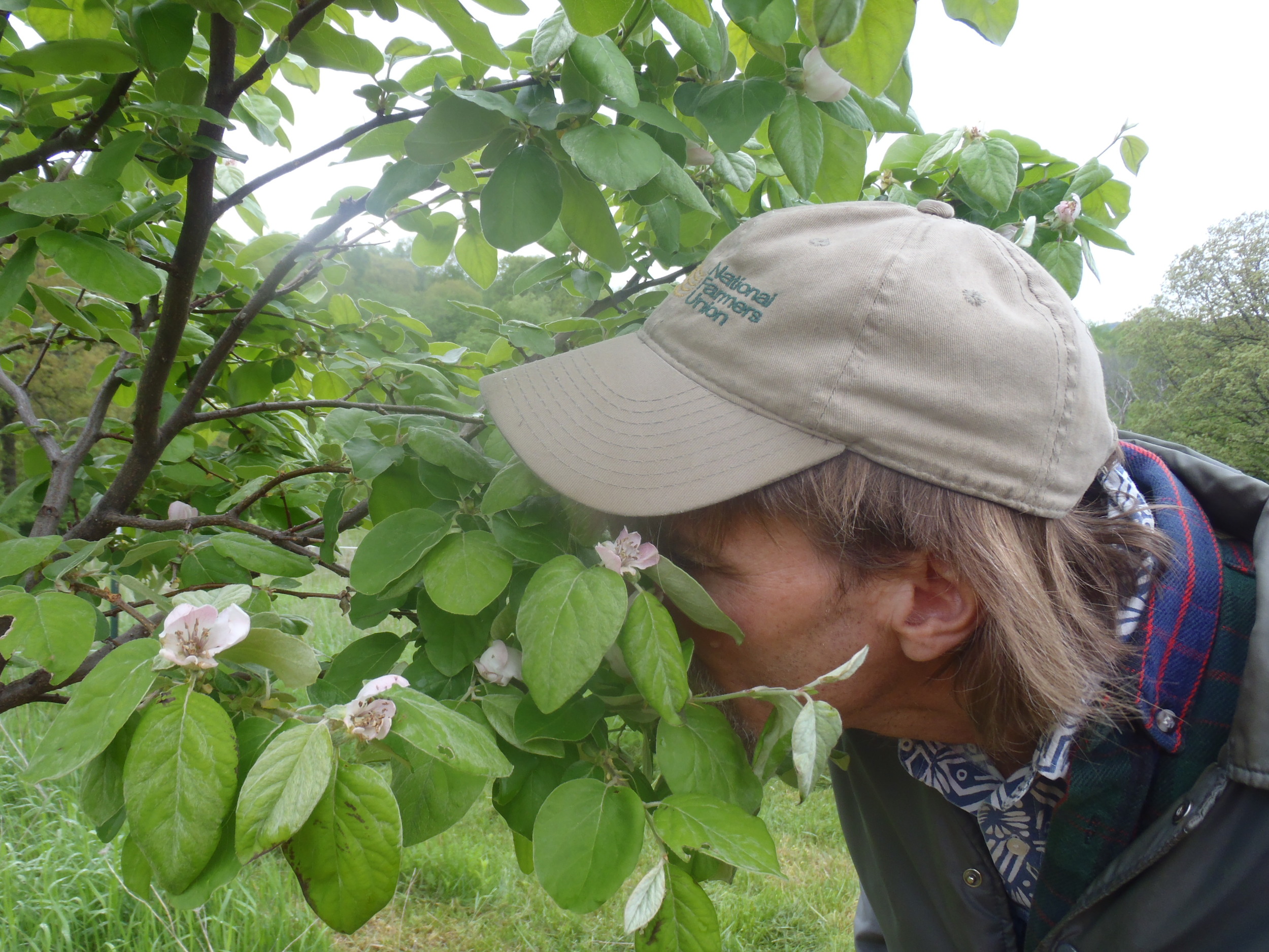 Rob & quince blossoms