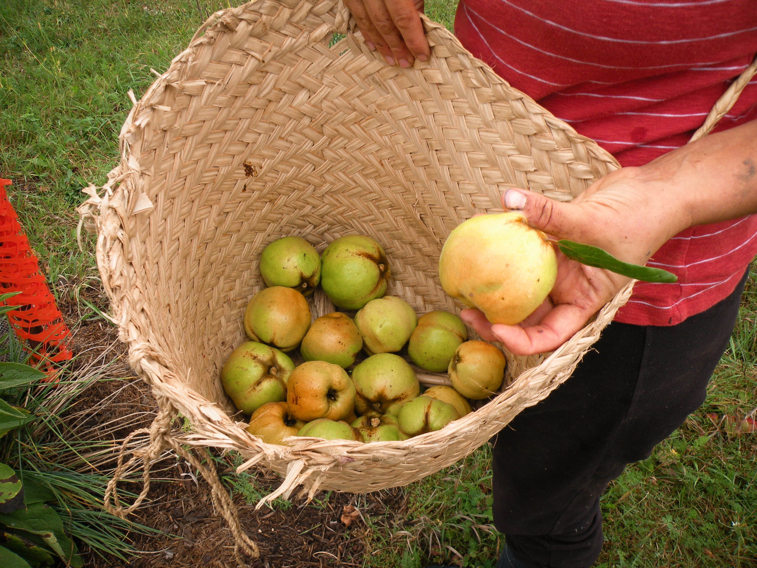 quince harvest
