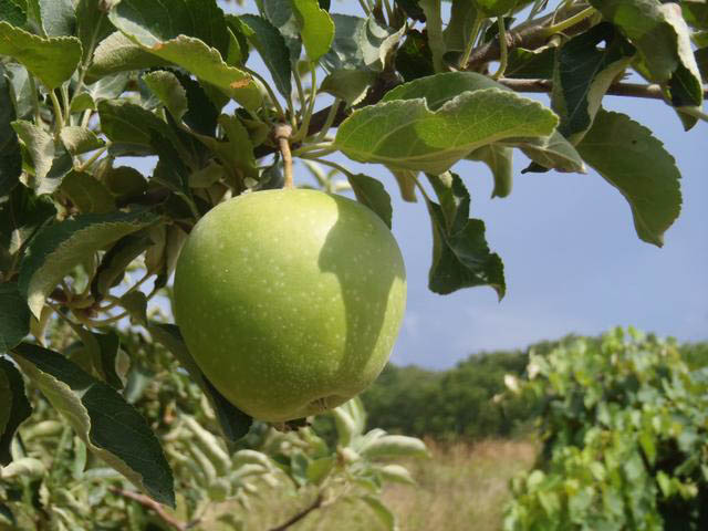 apple ripening