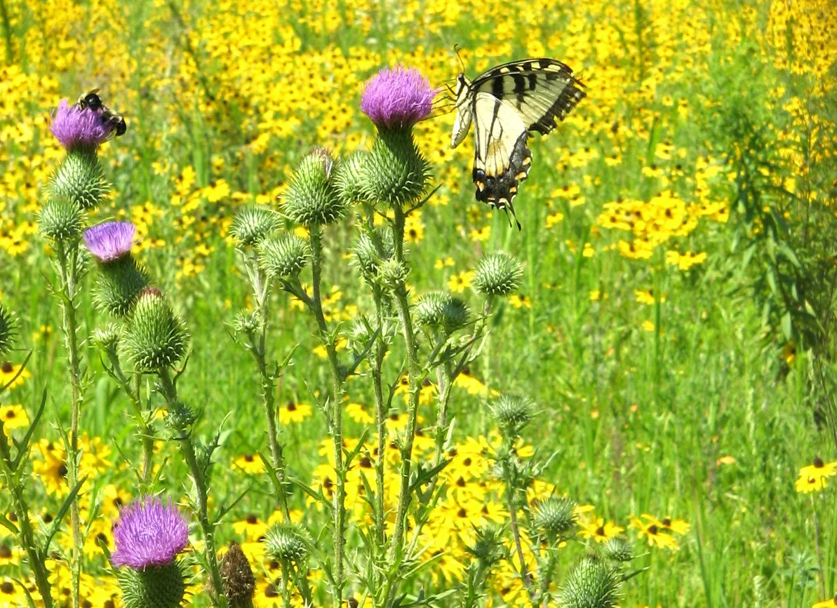 butterfly - horiz.jpg
