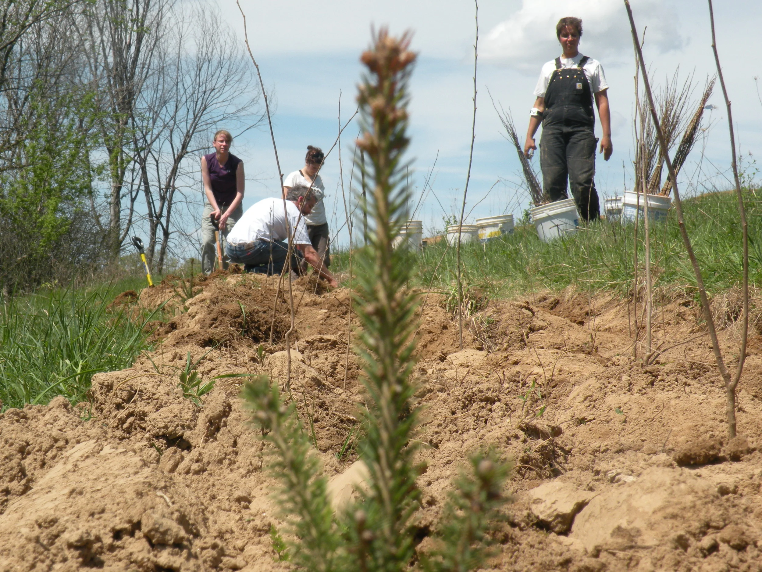 Planting orchard windbreak.jpg