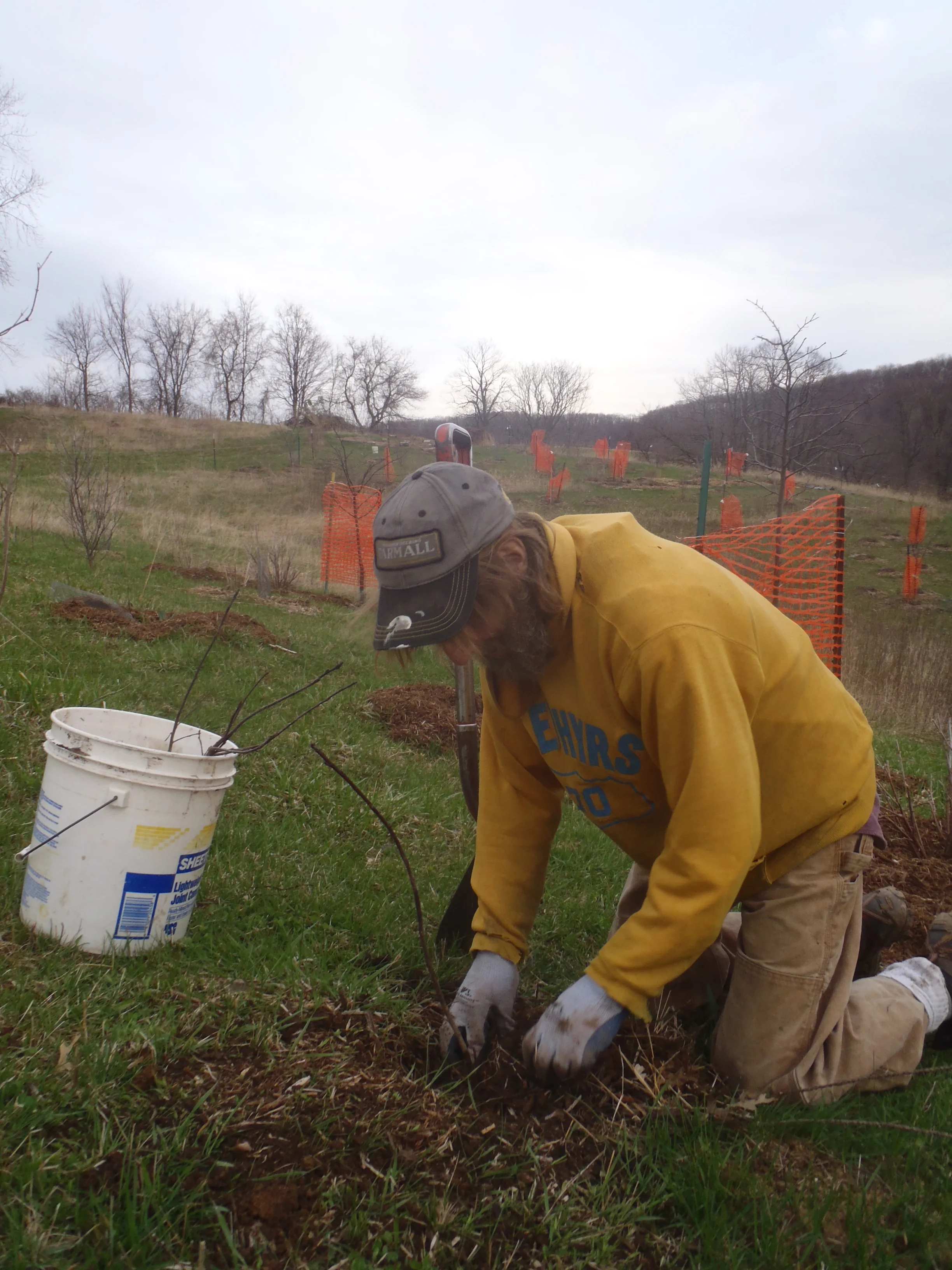 Rob, planting saskatoons.jpg