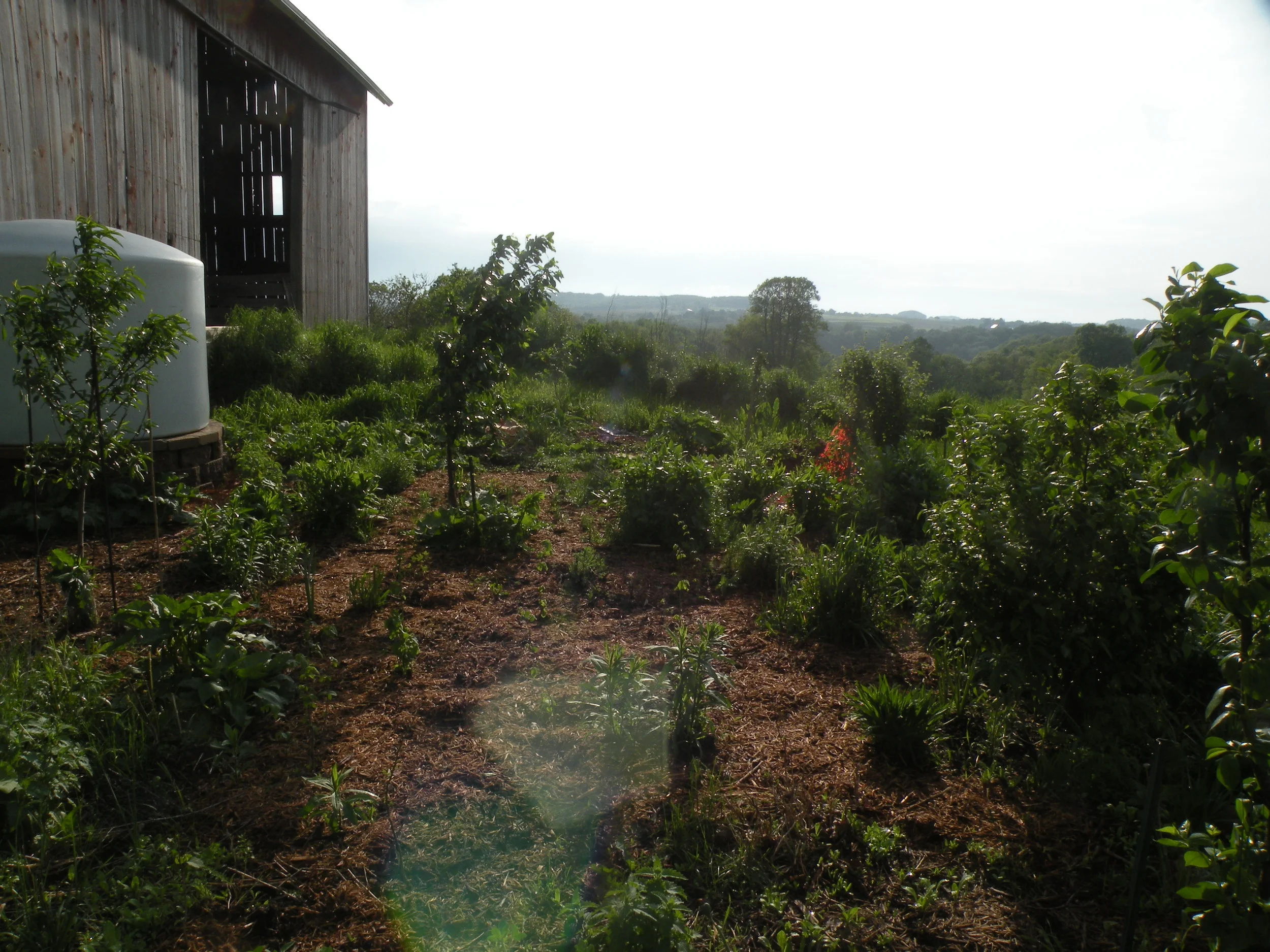 sheet mulch garden filling in the gaps.jpg