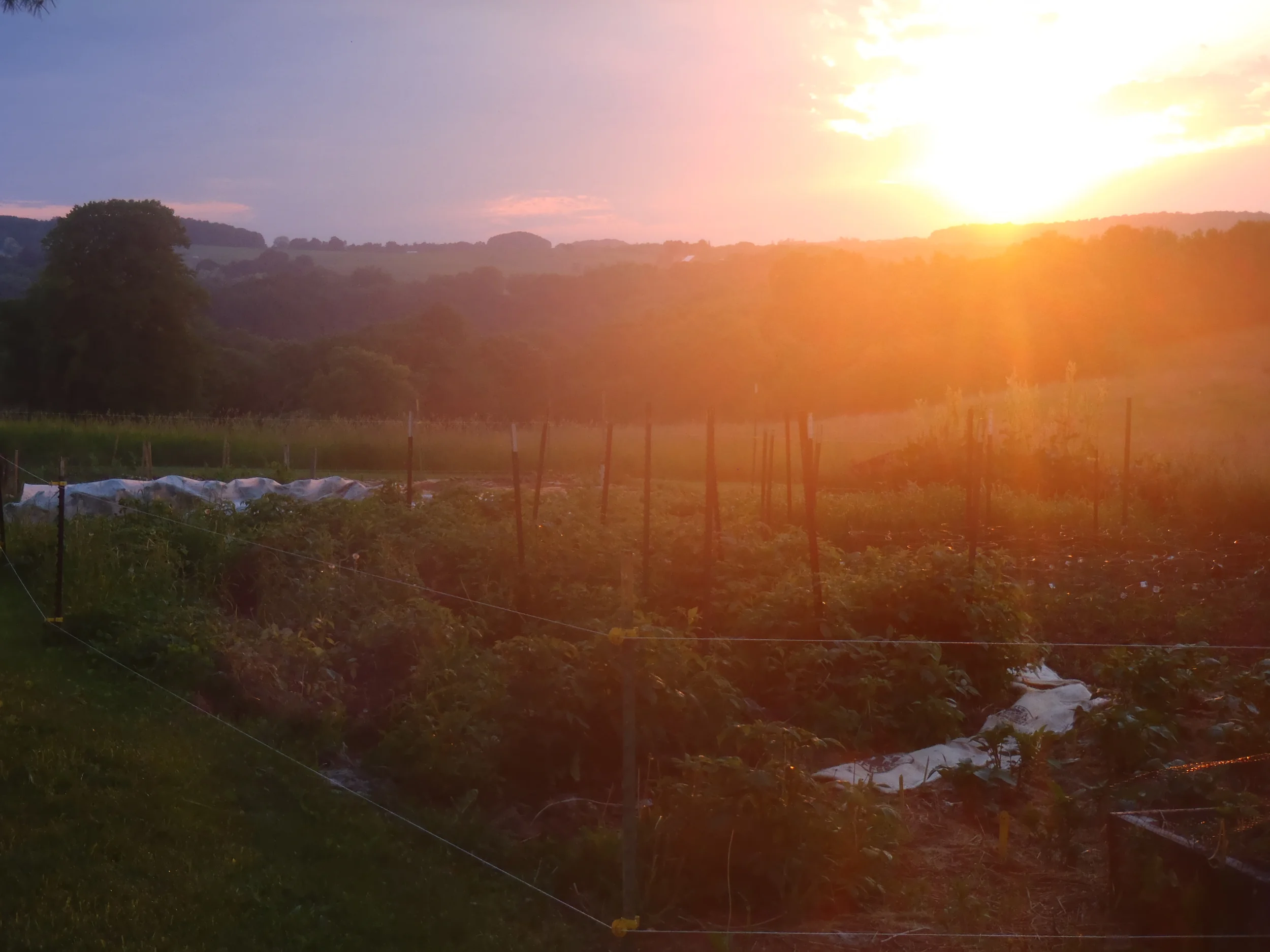 Sunsets, sighs.jpg