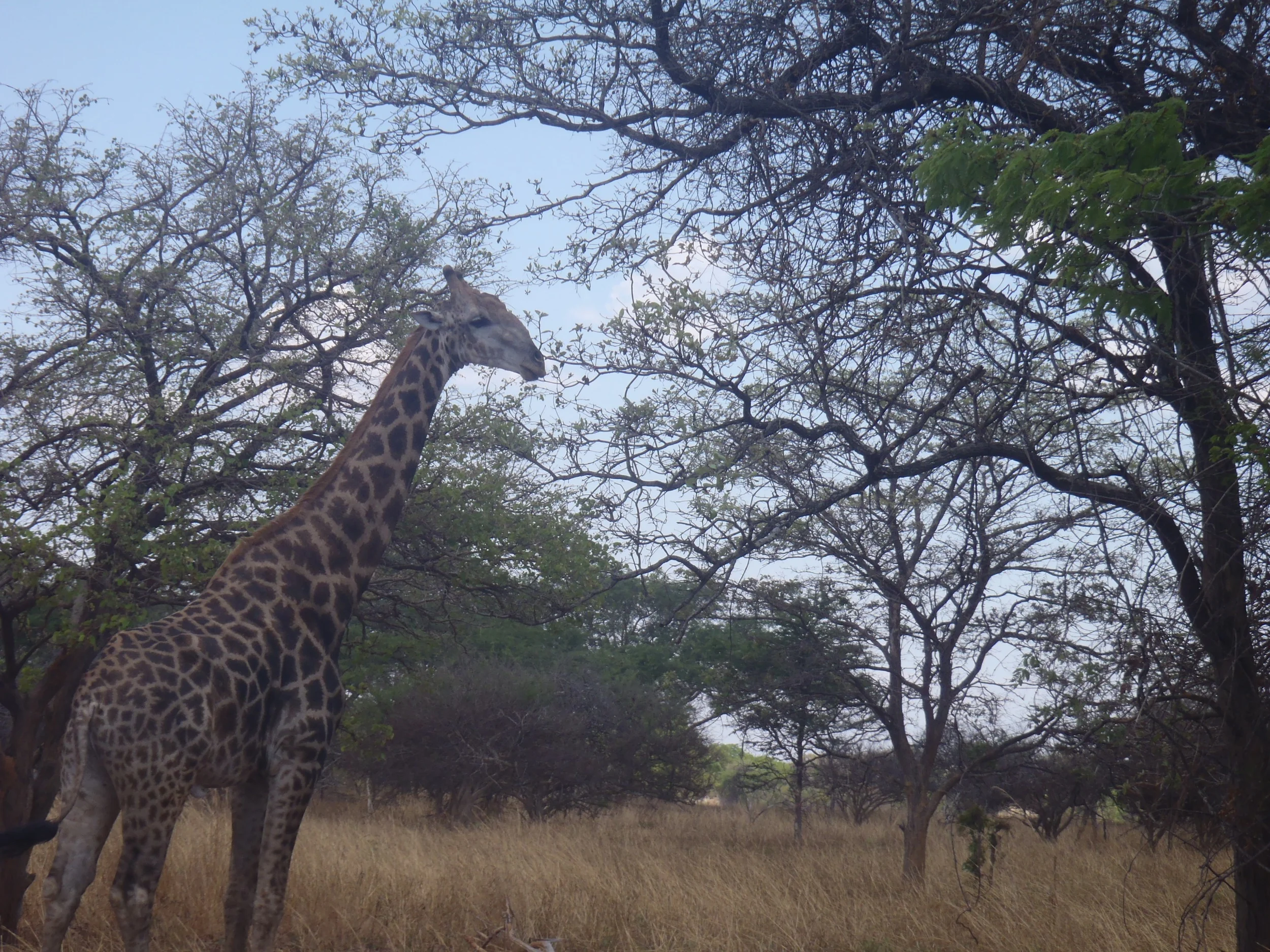 Giraffe sitings on safari in Zambia, one of the many different ‘realities’ present. Photo by Erin Schneider